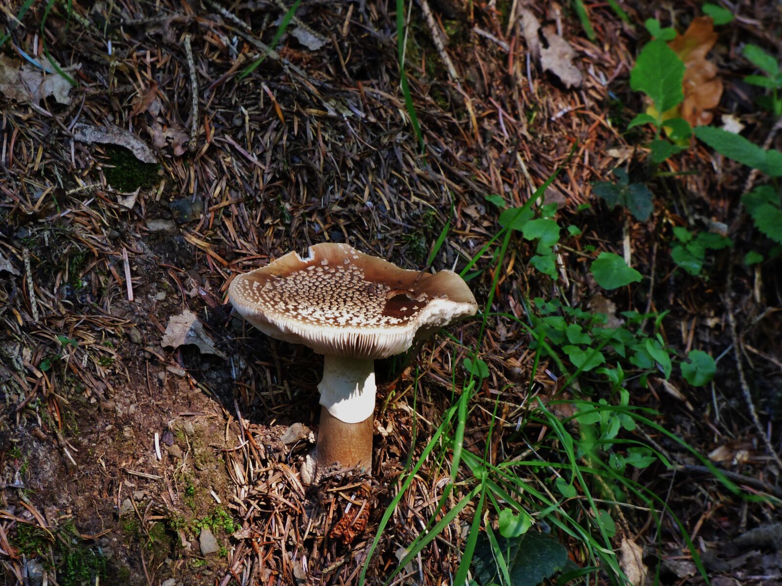 Panasonic DMC-FZ72 sample photo. Mushroom, brown mushroom, autumn photography