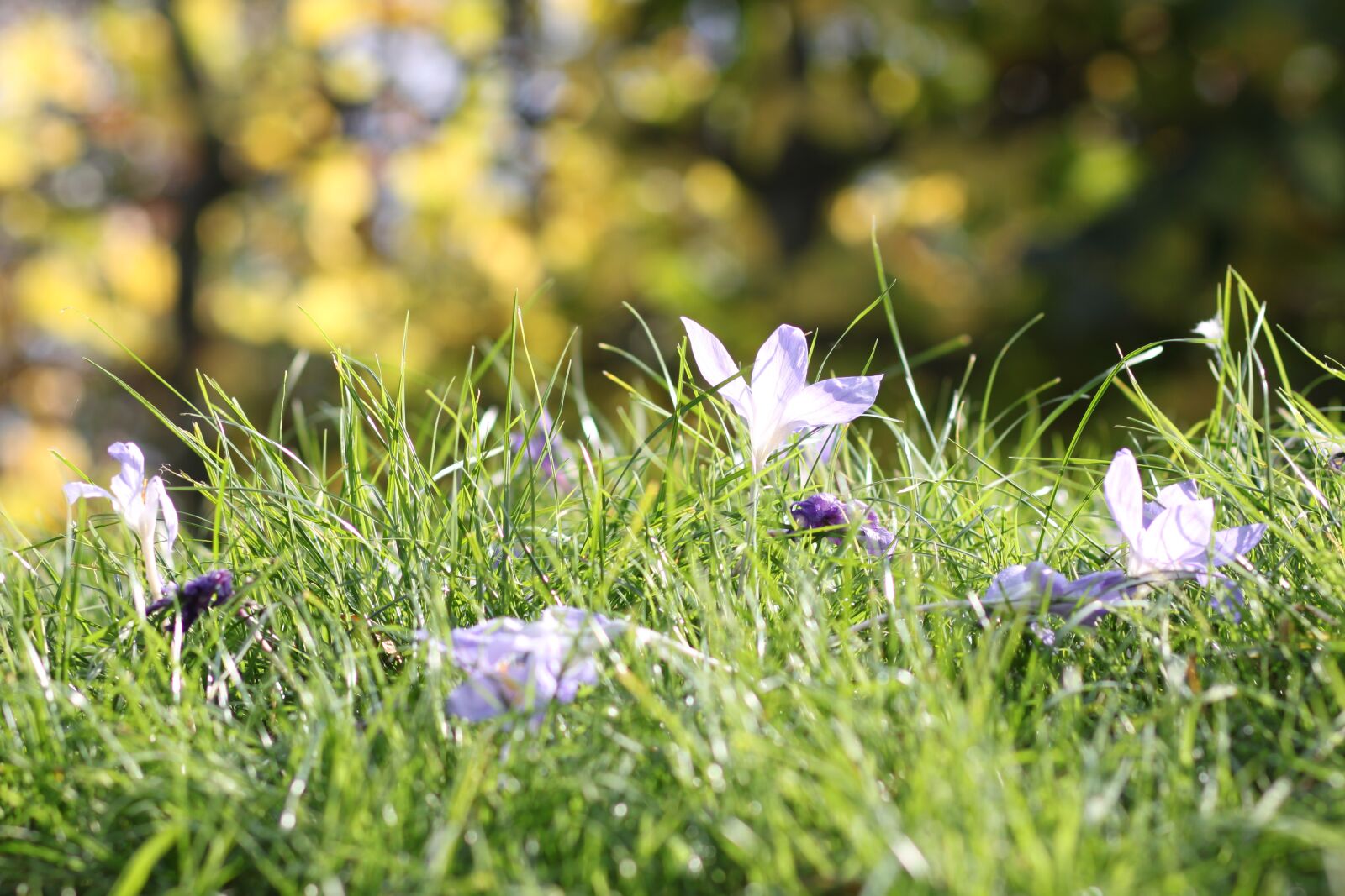 Canon EOS 500D (EOS Rebel T1i / EOS Kiss X3) sample photo. Meadow, flowers, autumn photography