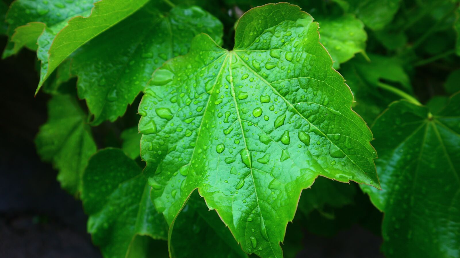 Canon EOS M10 sample photo. Leaves, raindrops, the leaves photography