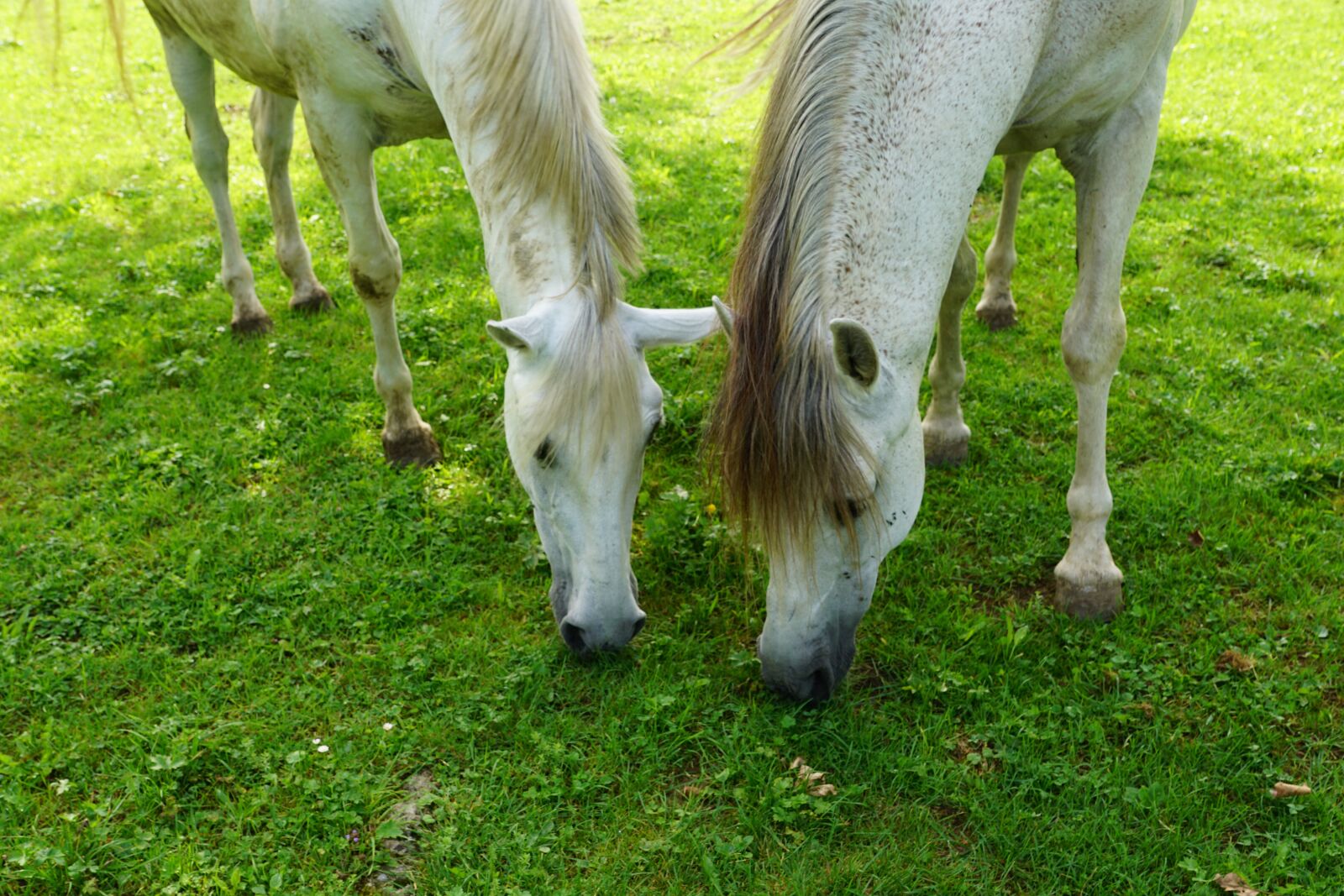 Sony ILCA-77M2 + Sony DT 16-50mm F2.8 SSM sample photo. Horse, pasture, summer photography