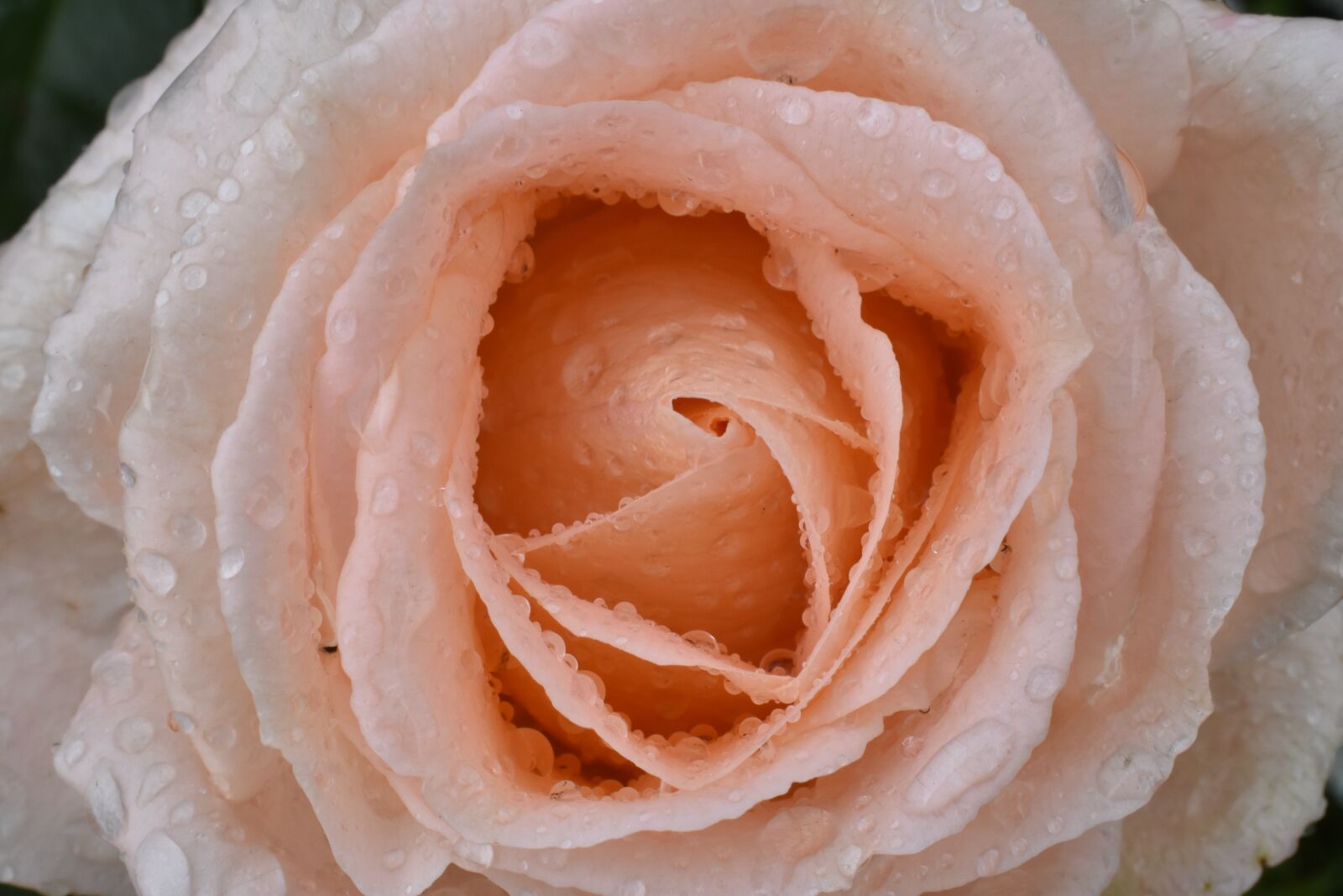 Nikon D3400 sample photo. Rose, large, rain photography