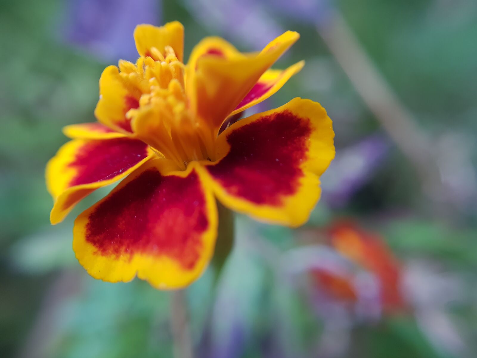 Samsung Galaxy S8 sample photo. Flower, macro, nature photography