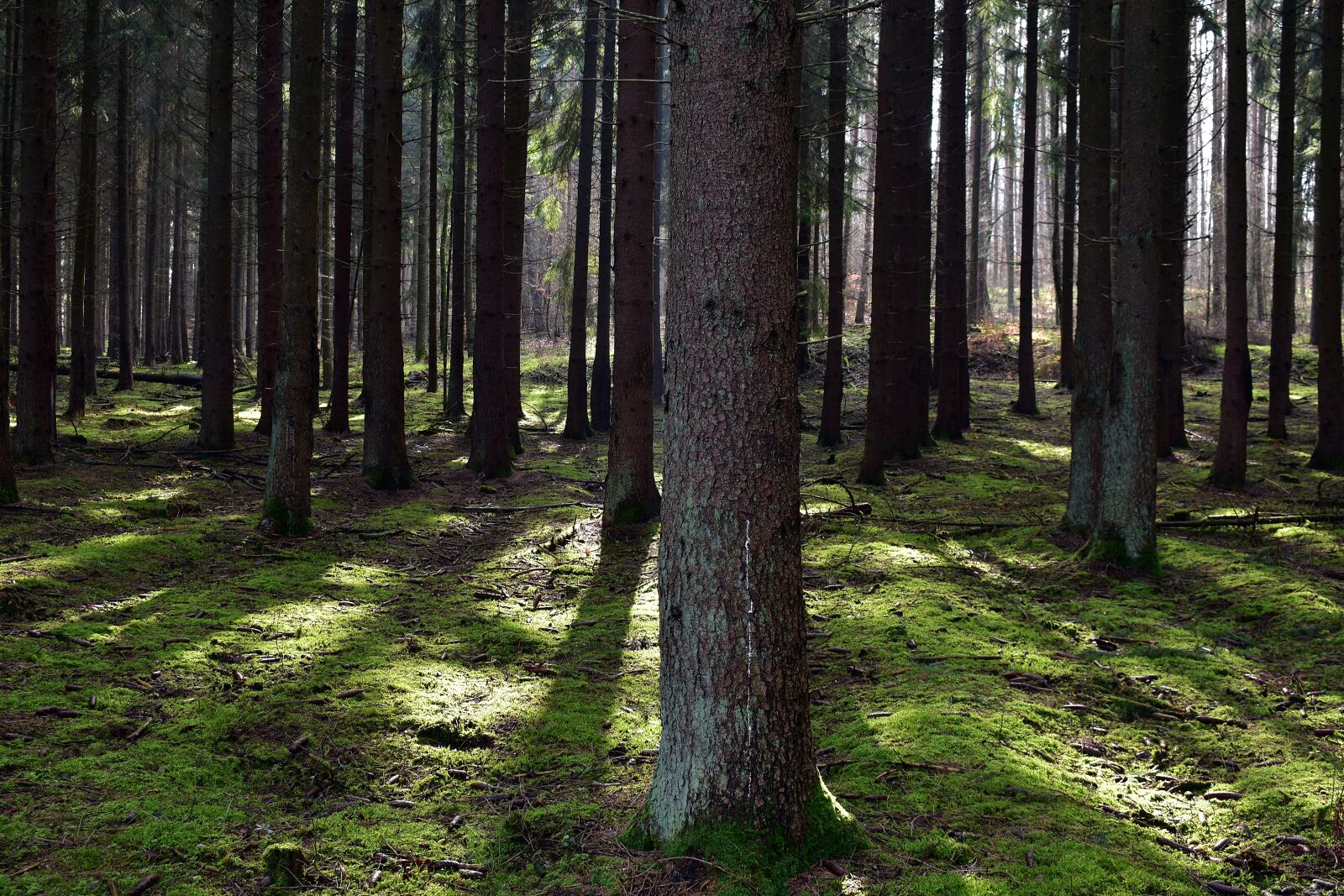Nikon D3400 sample photo. Forest, landscape, nature photography