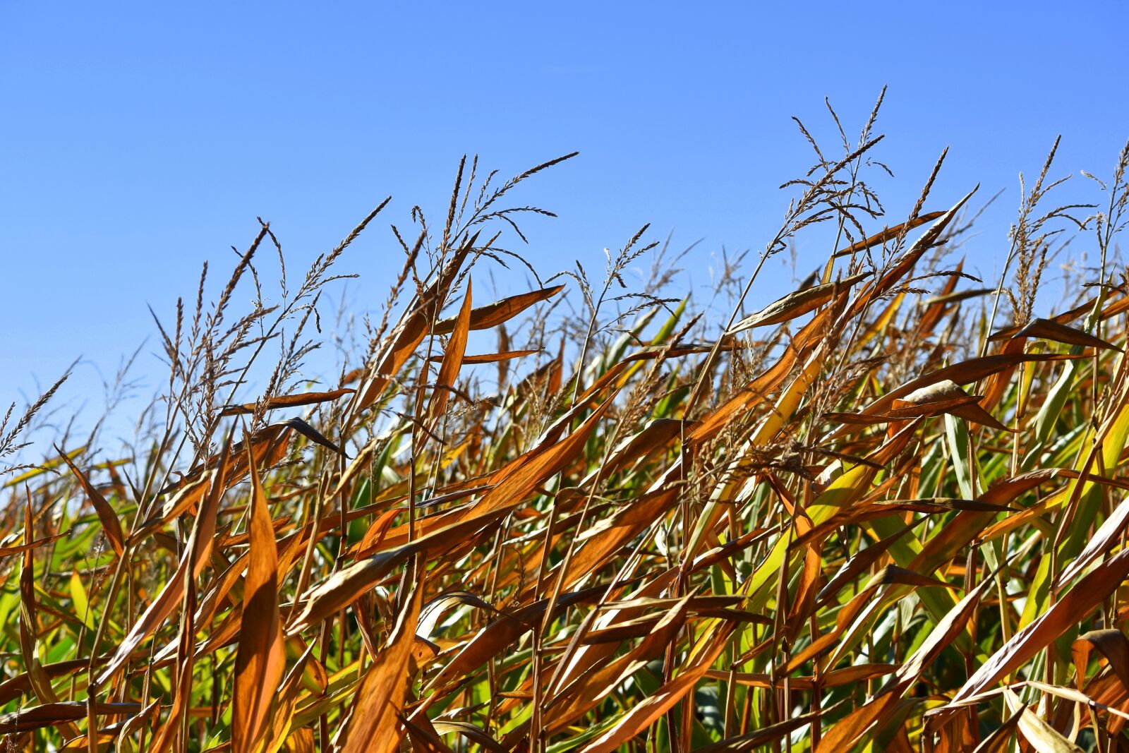 Nikon D7200 sample photo. Corn, nature, autumn photography