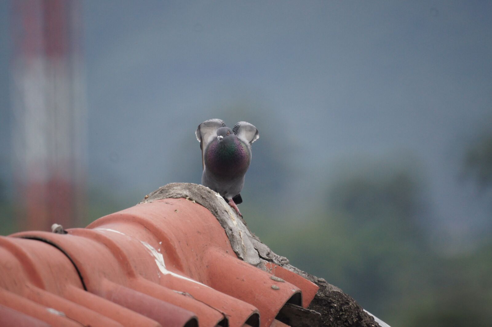 Sony SLT-A55 (SLT-A55V) + Sony 500mm F8 Reflex sample photo. Birds, fauna, nature photography