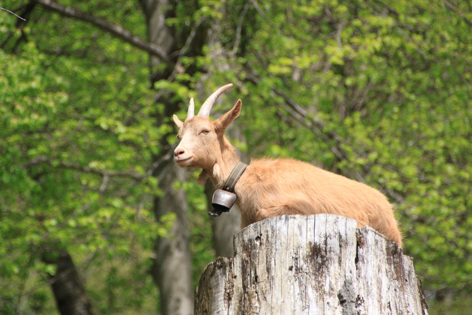 Canon EOS 500D (EOS Rebel T1i / EOS Kiss X3) sample photo. Animal, goat, nature photography