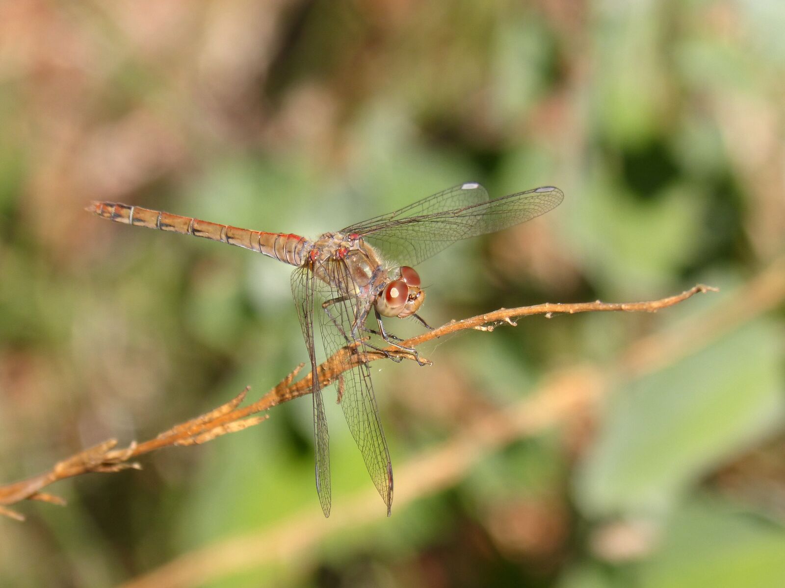 Panasonic DMC-FZ62 sample photo. Ib lula, yellow dragonfly photography