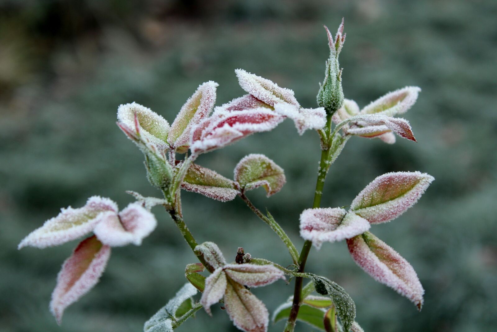 Canon EOS 1200D (EOS Rebel T5 / EOS Kiss X70 / EOS Hi) sample photo. Ground frost, frost, rose photography