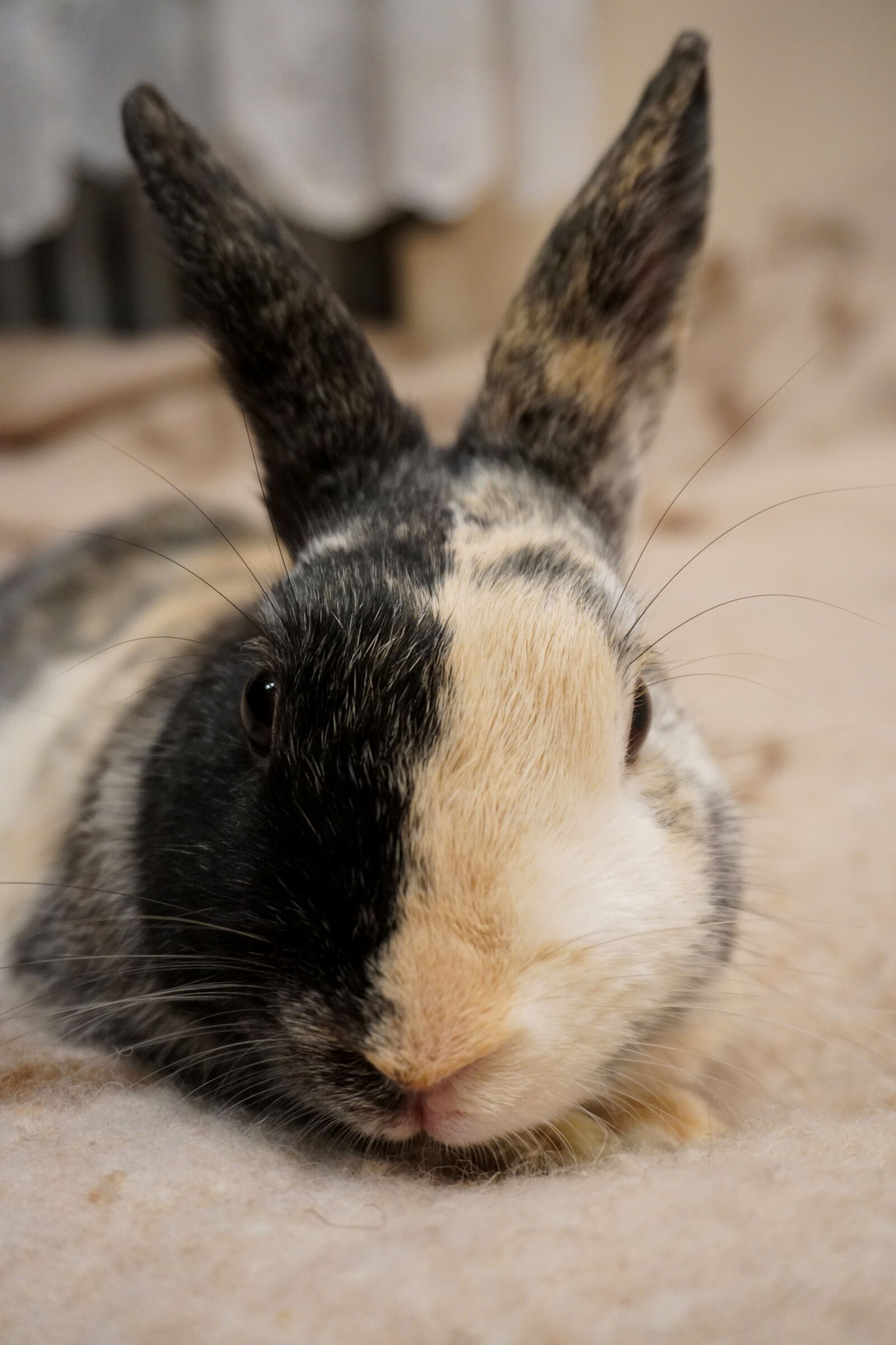 Sony E 16-50mm F3.5-5.6 PZ OSS sample photo. Animal, bunny, closeup, indoors photography