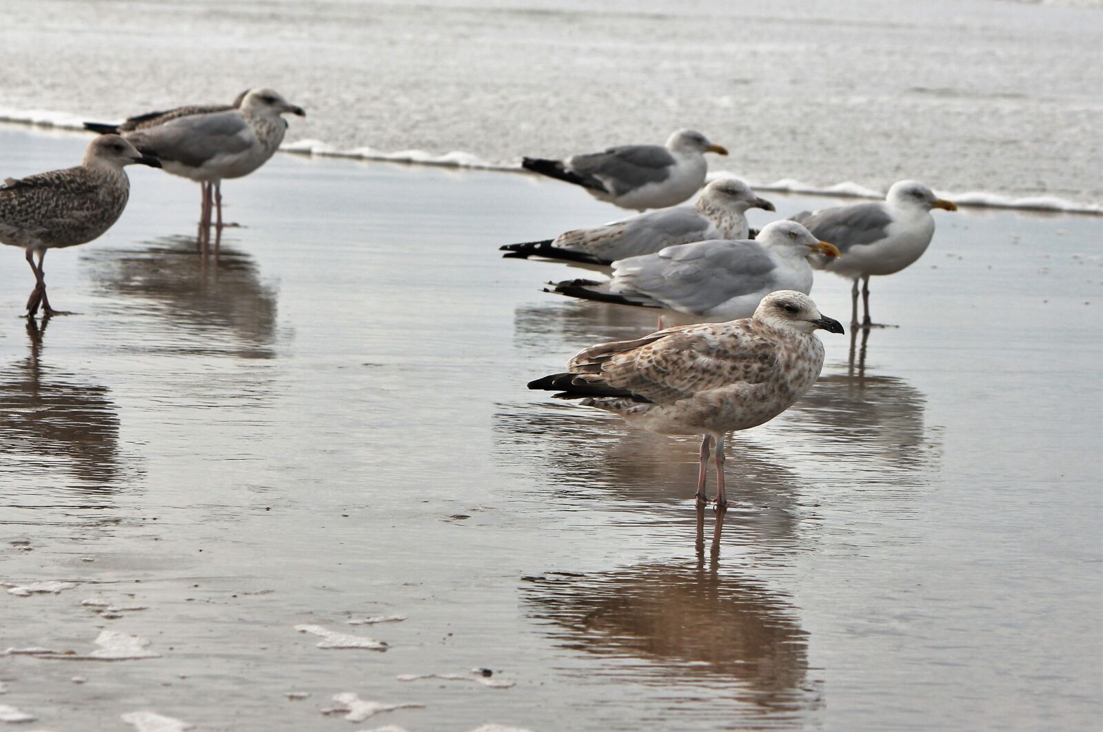 Canon EOS 550D (EOS Rebel T2i / EOS Kiss X4) sample photo. Gulls, sea animal, birds photography
