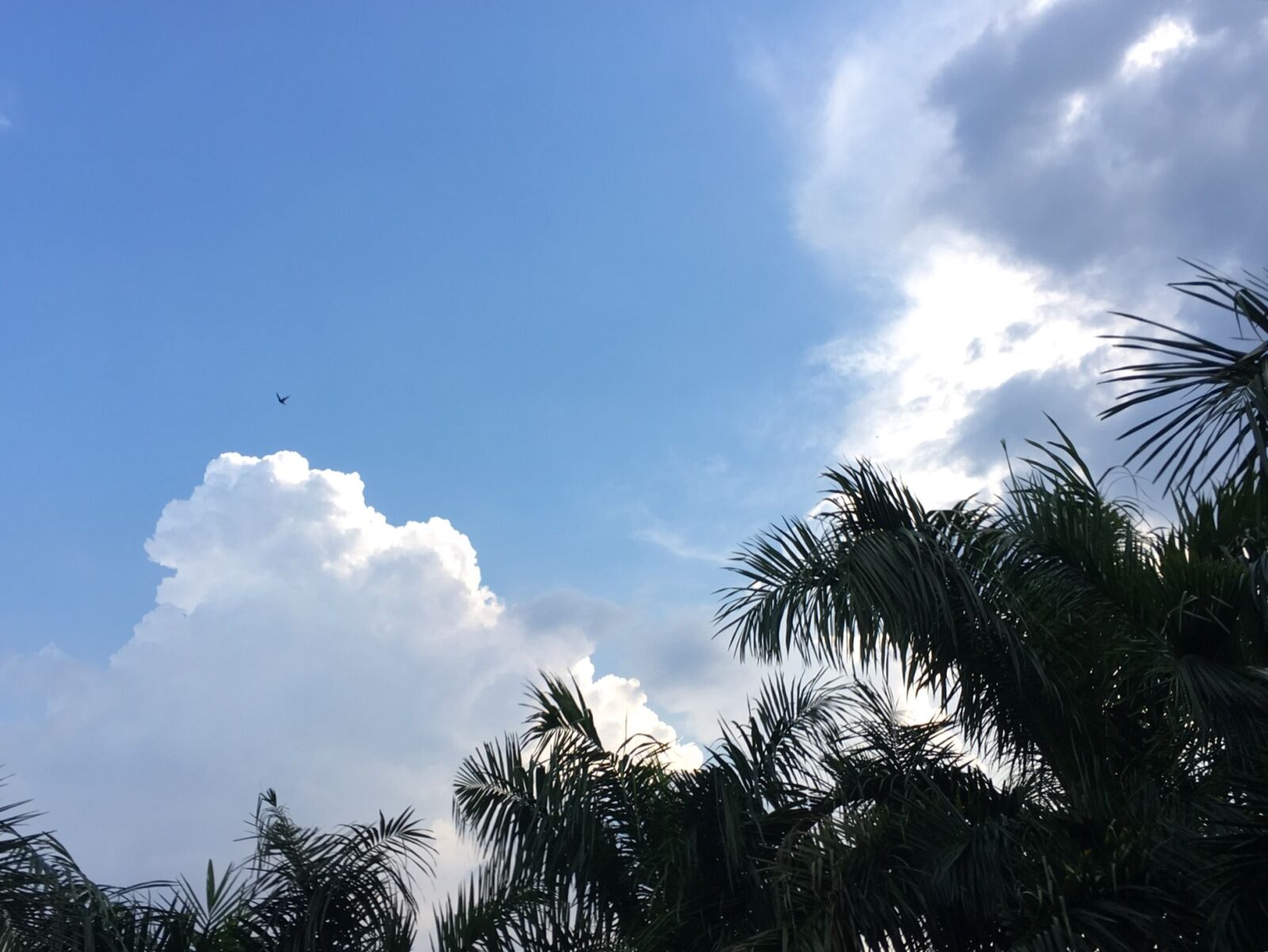 Apple iPhone 6s sample photo. Sky, clouds, blue photography