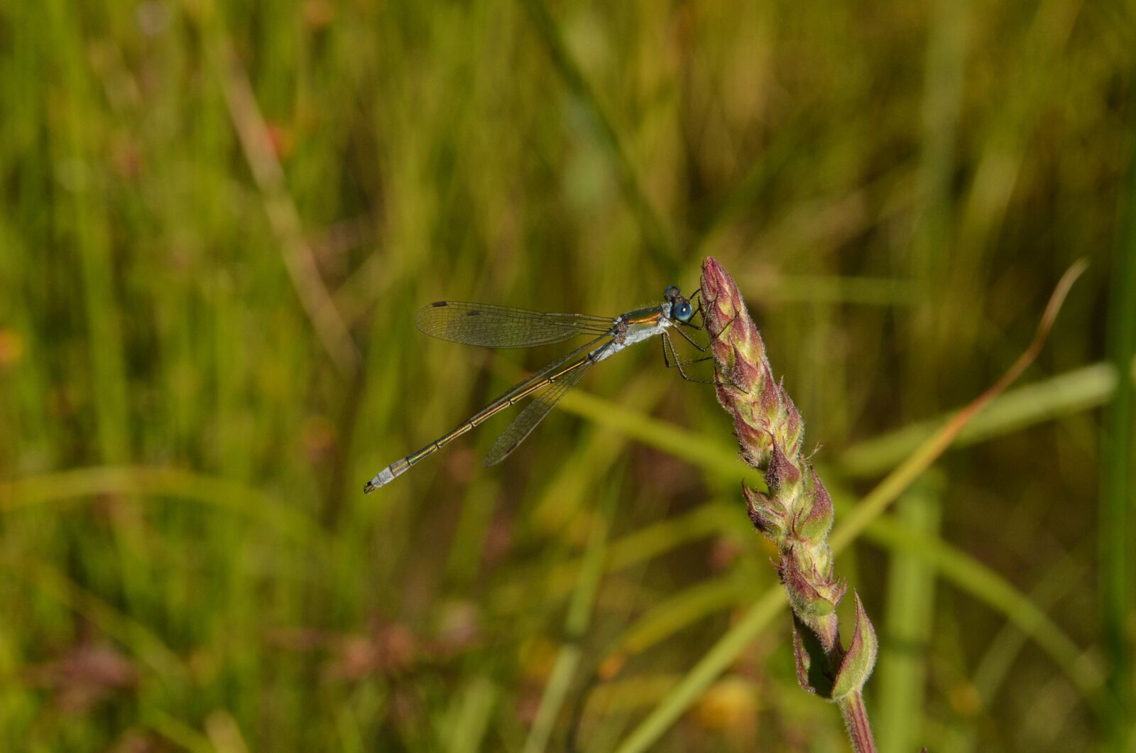 Nikon D7000 sample photo. Nature, plant, green photography
