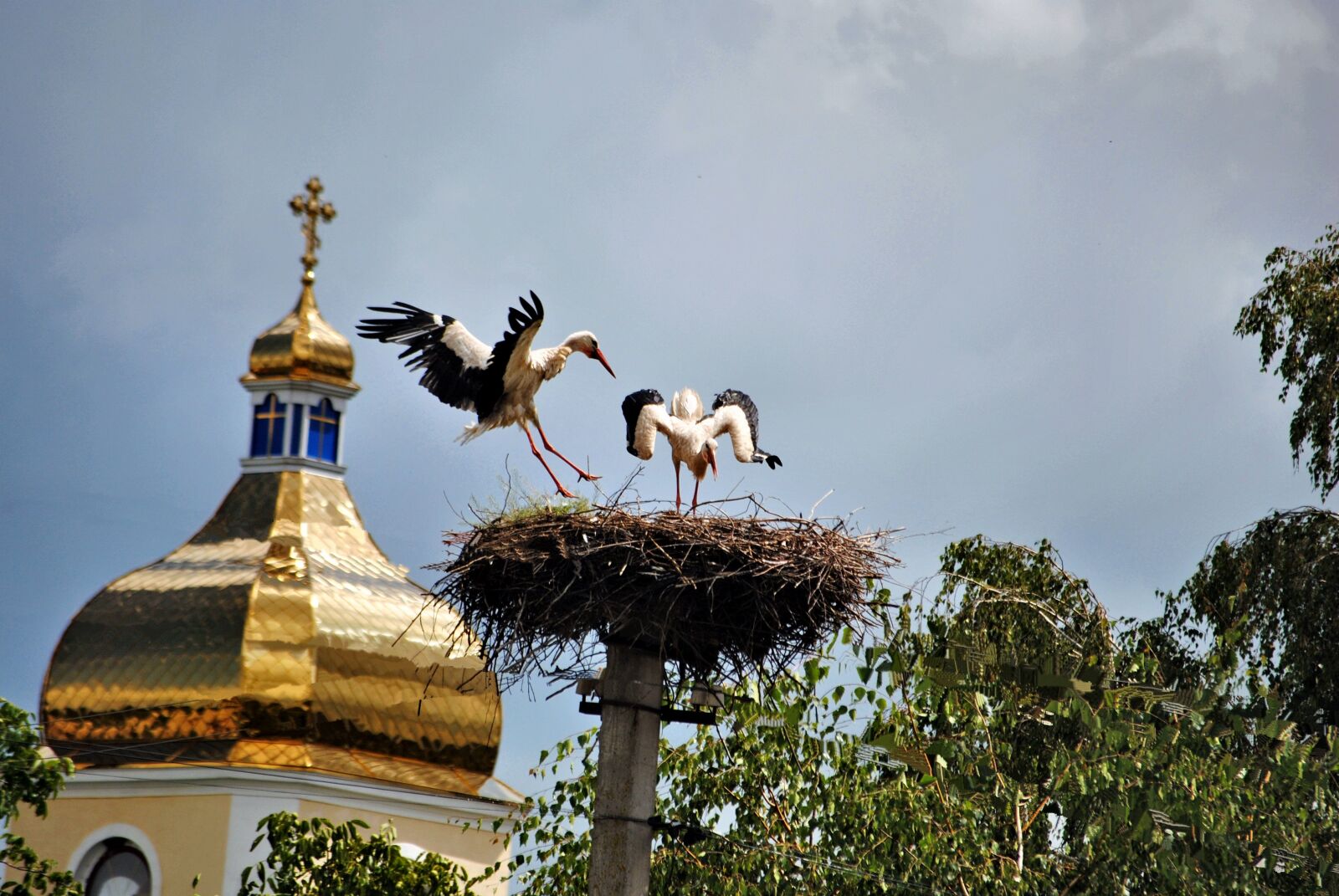 Nikon D3000 sample photo. Crane, sky, birds photography