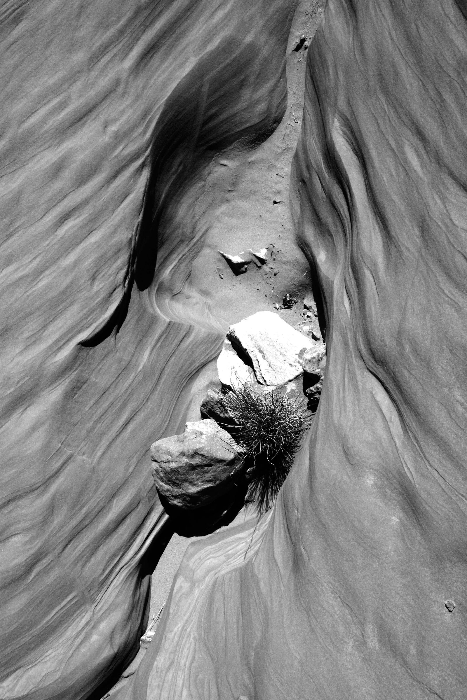 Canon EOS 500D (EOS Rebel T1i / EOS Kiss X3) sample photo. Grayscale, photography, of, antelope photography