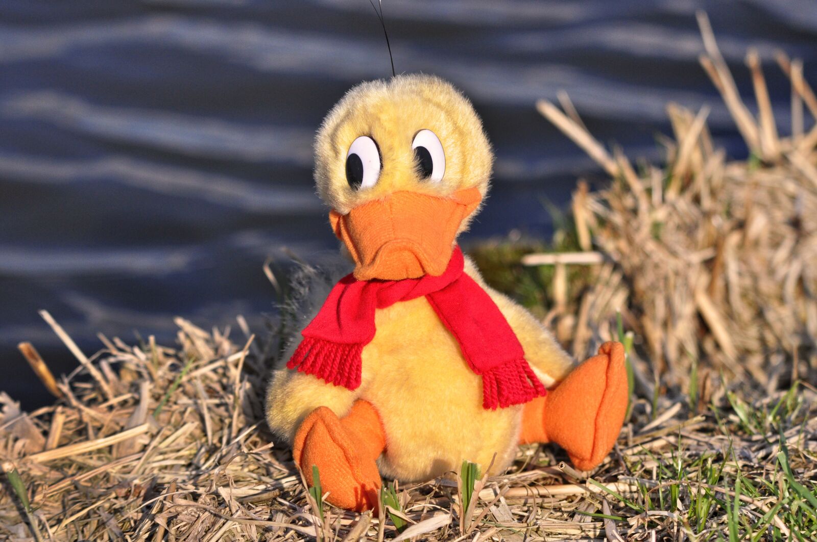 Nikon D90 sample photo. Duck, bird, animal photography