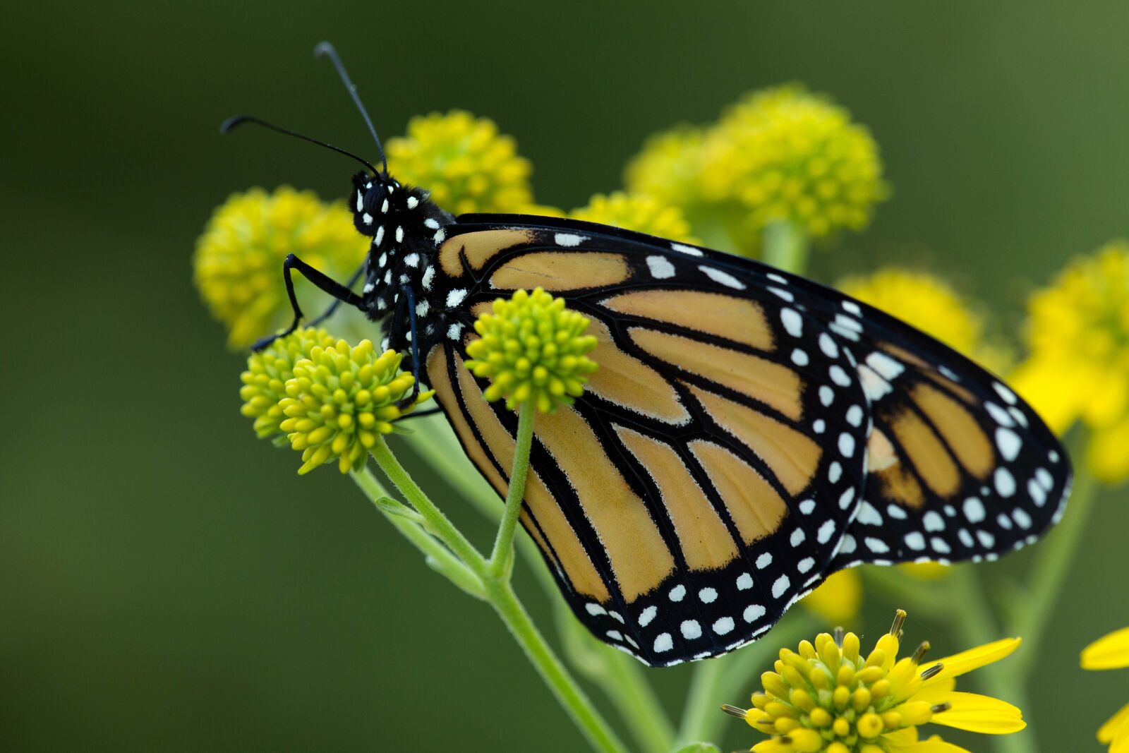 Canon EOS 5D Mark III sample photo. Macro, yellowish, big, monarch photography