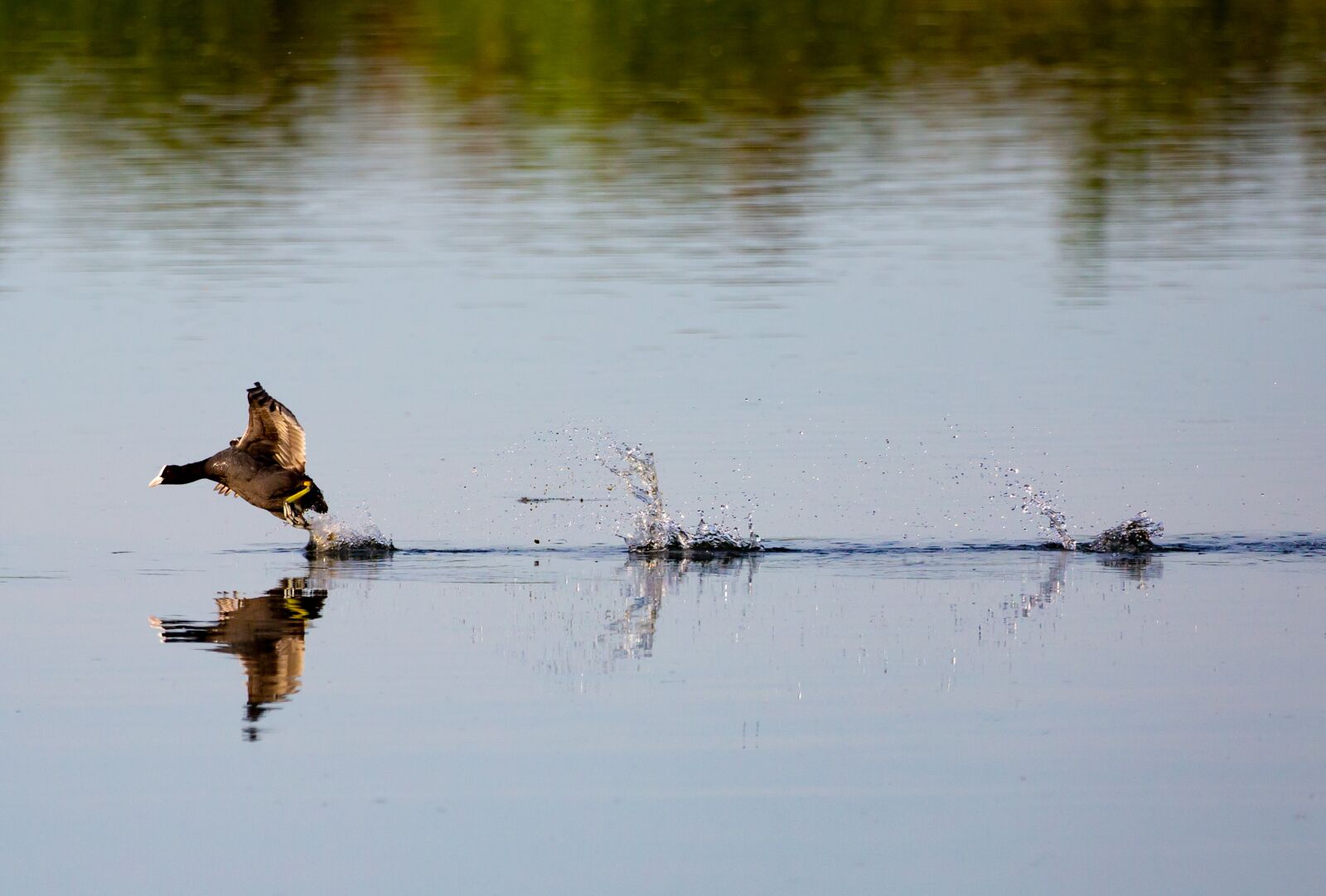Canon EOS 5D Mark III sample photo. Coot, running on water photography