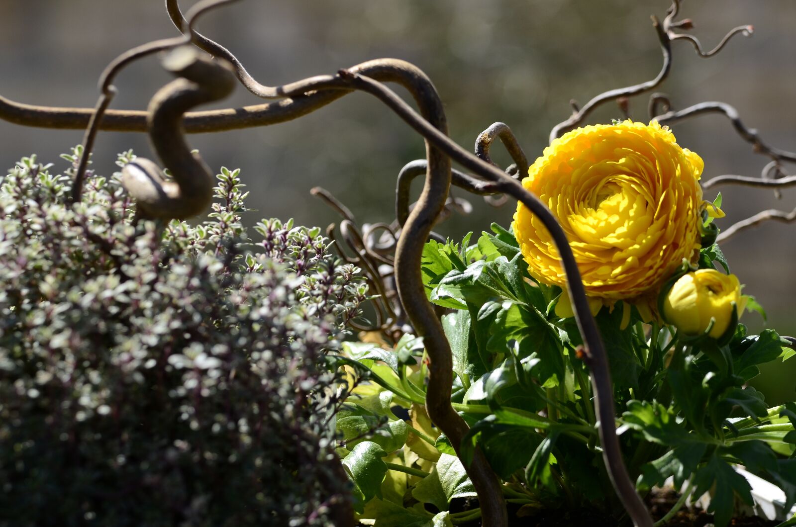 Nikon D7000 sample photo. Flower arrangement, flower, branch photography
