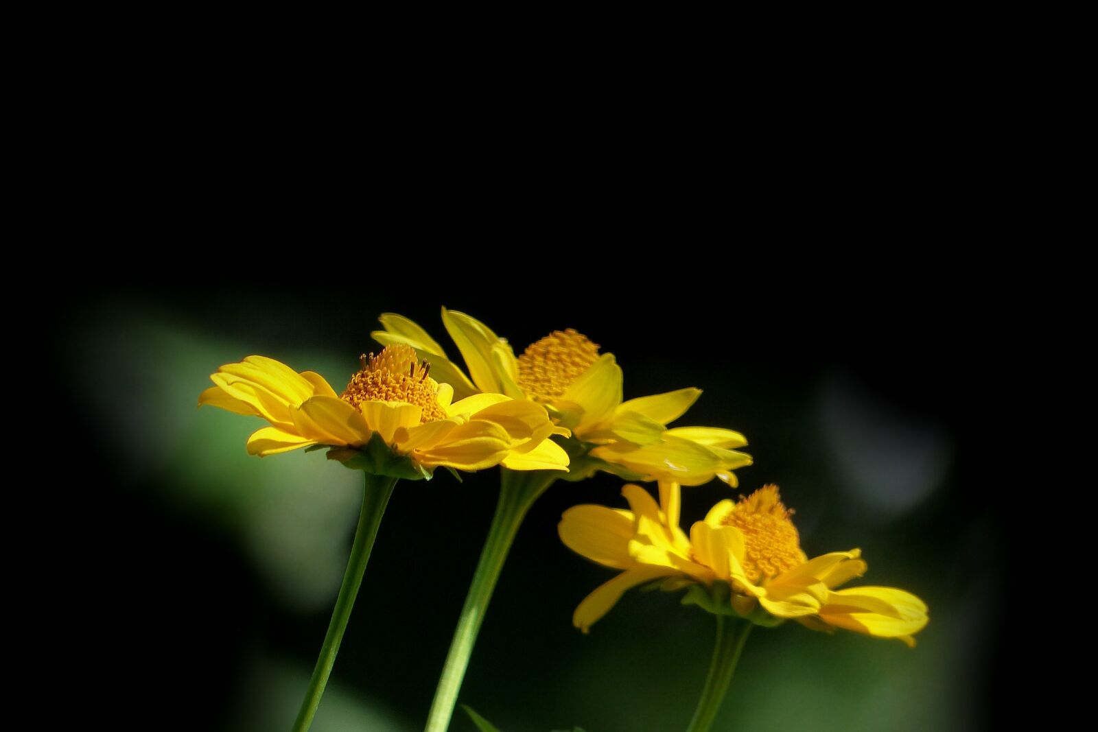 Panasonic Lumix DMC-FZ200 sample photo. Nature, plant, flower photography