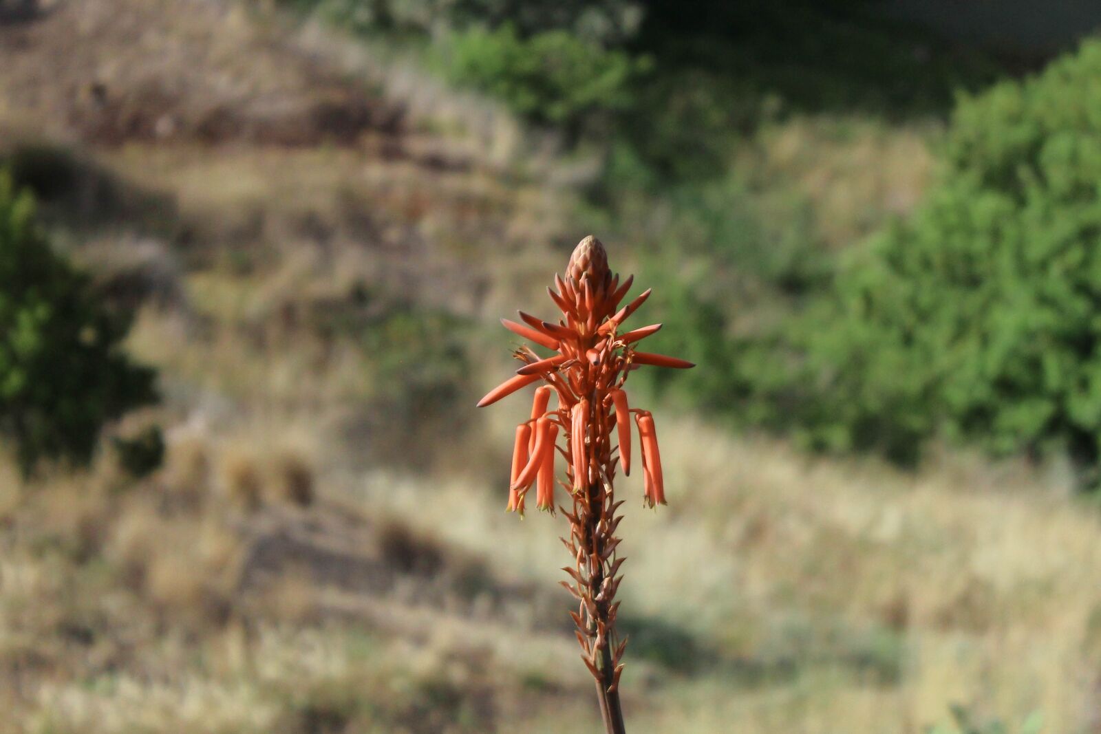 Canon EOS 600D (Rebel EOS T3i / EOS Kiss X5) sample photo. Flower, vegetation, nature photography