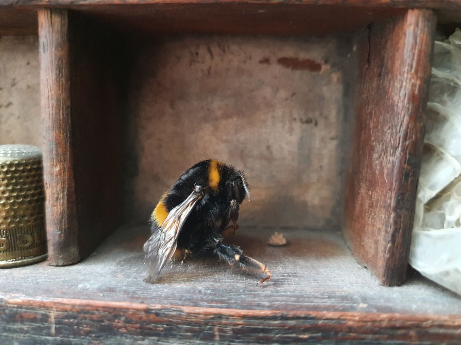 Samsung SM-G973F sample photo. Bee, dead, oddity photography