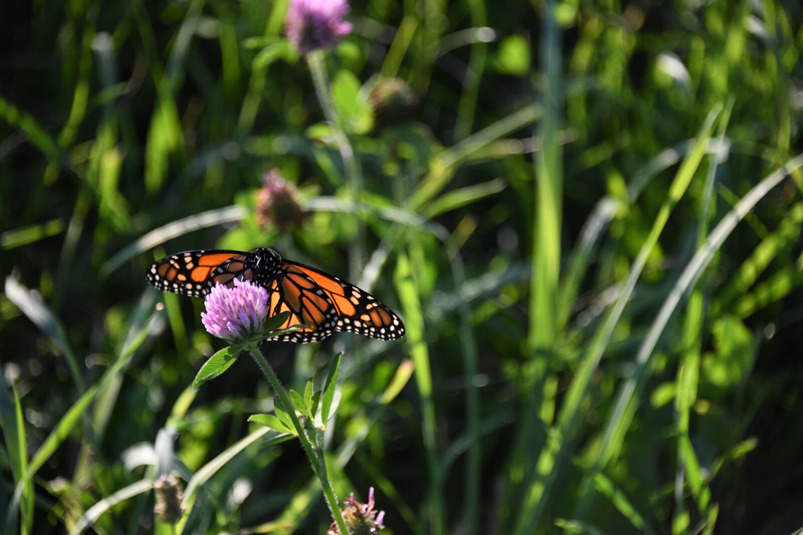 Nikon D850 sample photo. Butterfly, monarch, orange photography