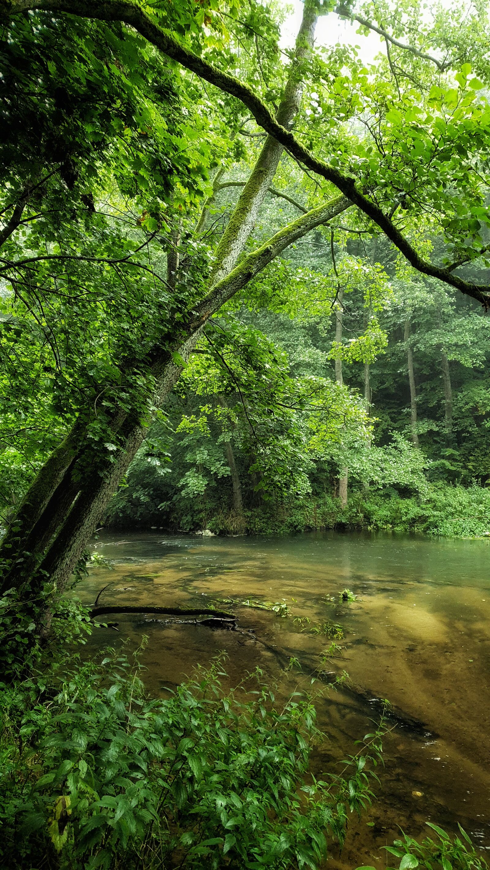 Samsung SM-G965F sample photo. River, green, september photography