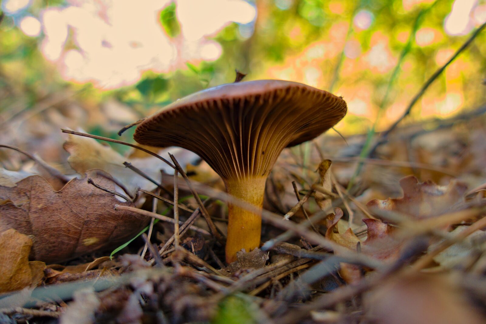 Sony DSC-RX100M5A sample photo. Fungus, brown, nature photography