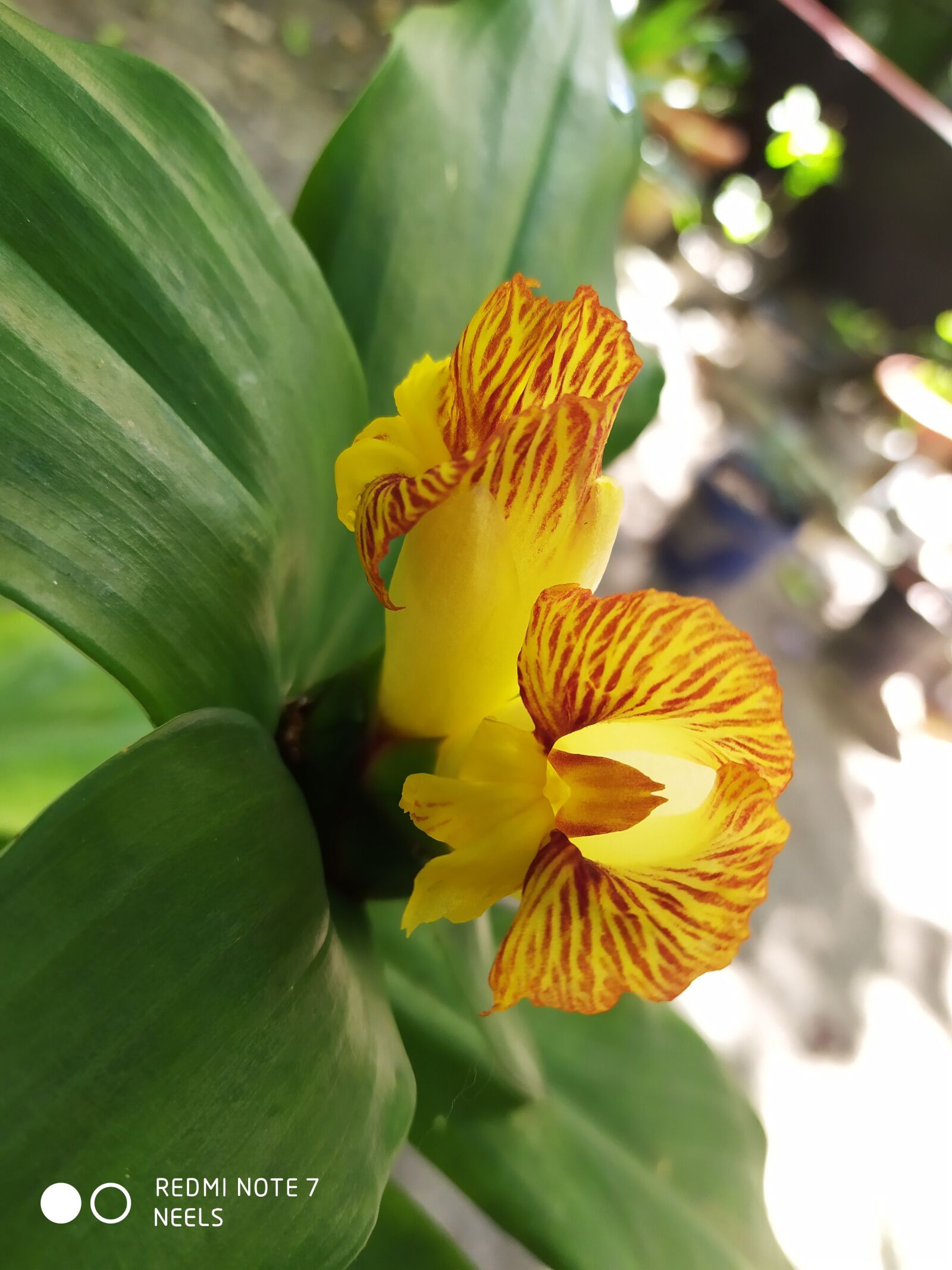 Xiaomi Redmi Note 7 sample photo. Blooming, yellow, spring photography
