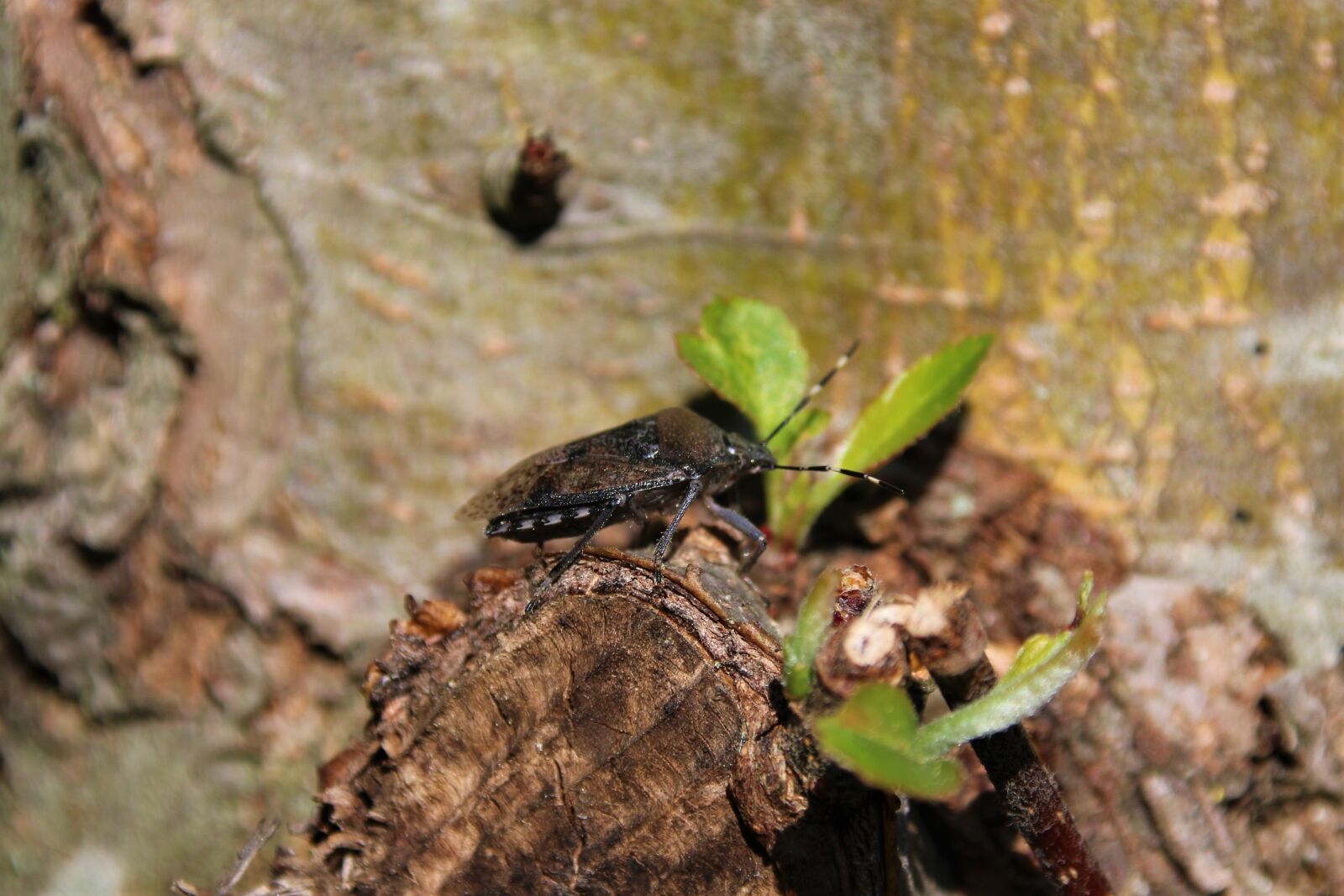 Canon EOS 700D (EOS Rebel T5i / EOS Kiss X7i) sample photo. Bug, insect, nature photography