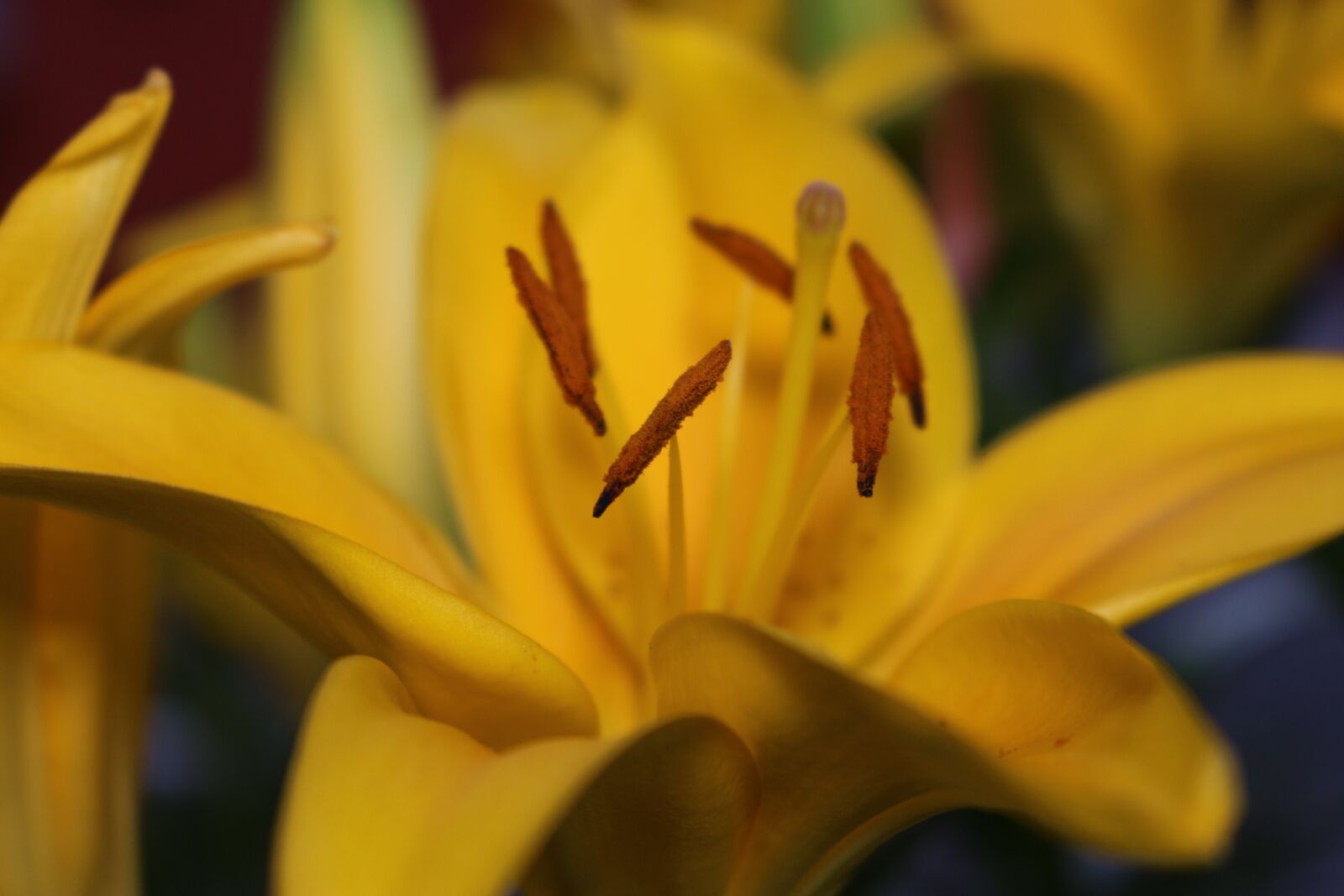 Canon EOS 700D (EOS Rebel T5i / EOS Kiss X7i) sample photo. Flower, yellow, petal photography