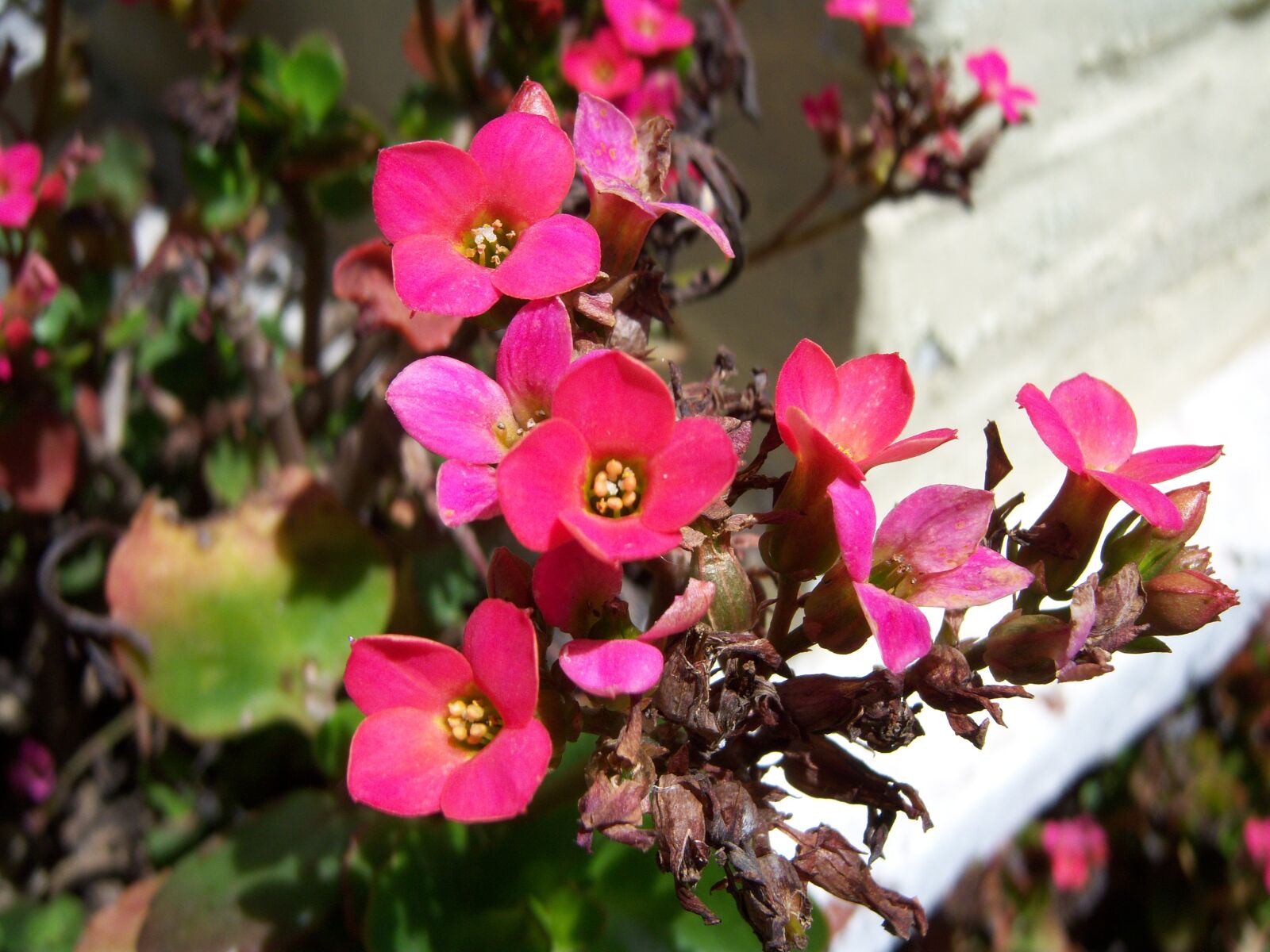 Kodak EASYSHARE V1003 ZOOM DIGITAL CAMERA sample photo. Flowers, fuchsia, sunny photography
