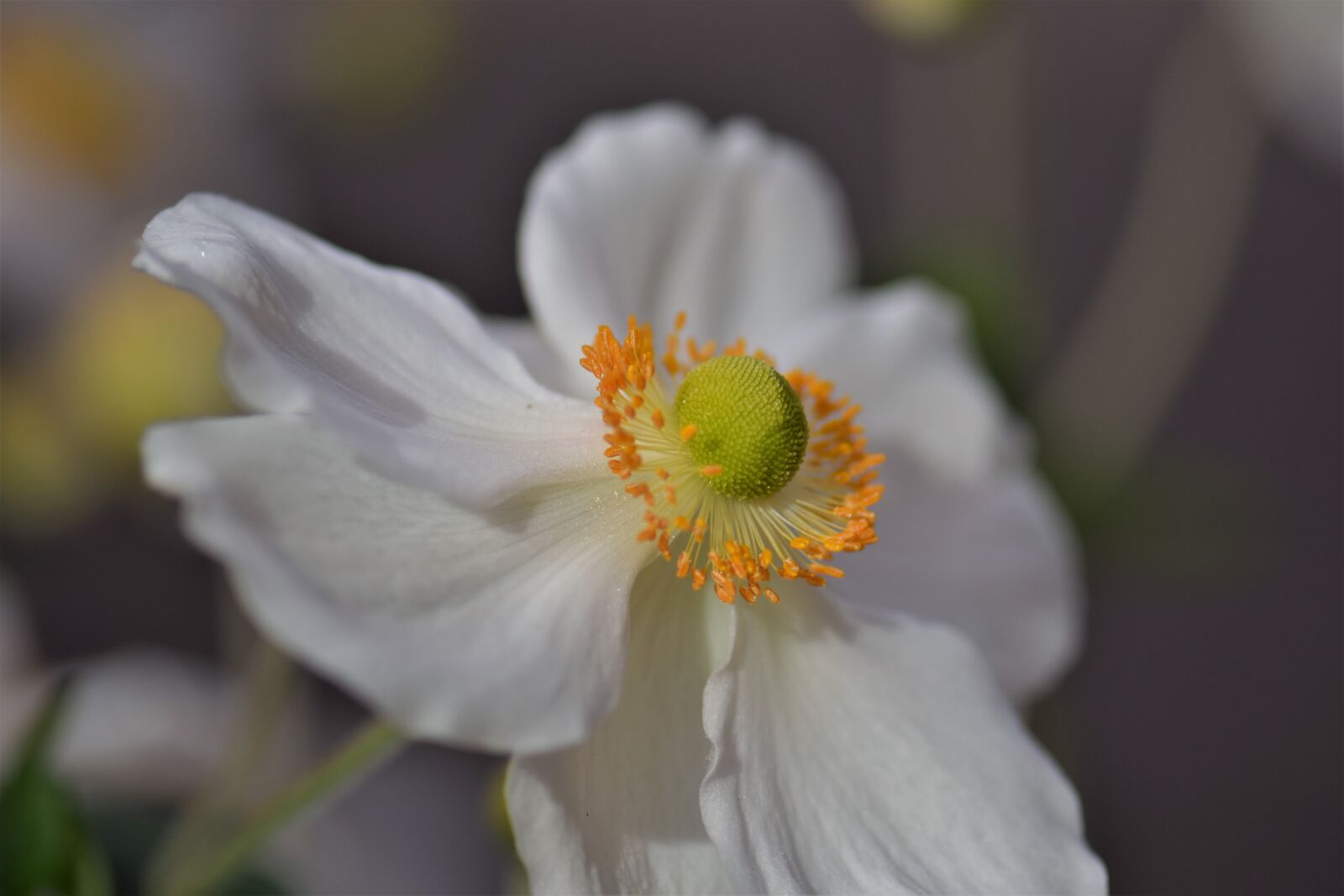 Nikon D5500 sample photo. Anemone, blossom, bloom photography