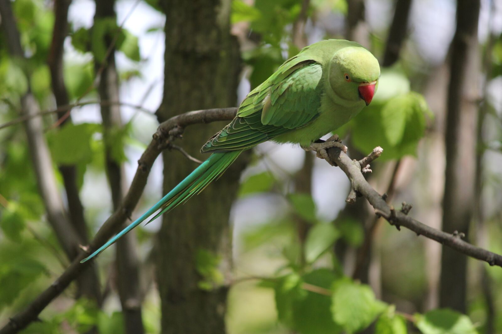 Canon EOS 60D sample photo. Parakeet, park, branch photography