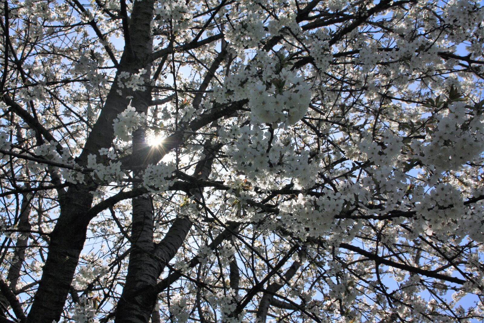 Canon EOS 1000D (EOS Digital Rebel XS / EOS Kiss F) sample photo. Cherry blossom, flora, spring photography