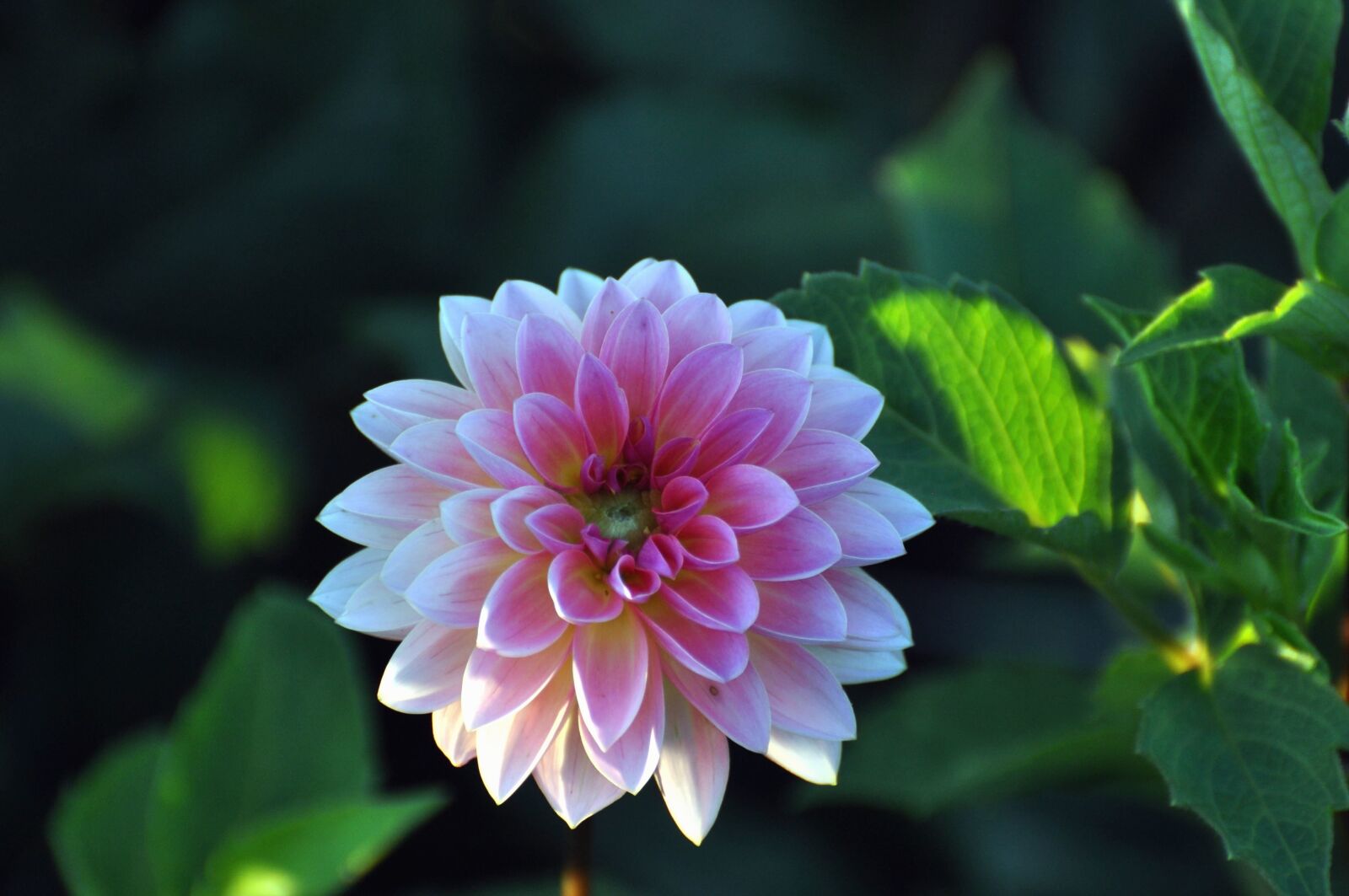 Nikon D5000 sample photo. Flower, petals, leaves, nature photography
