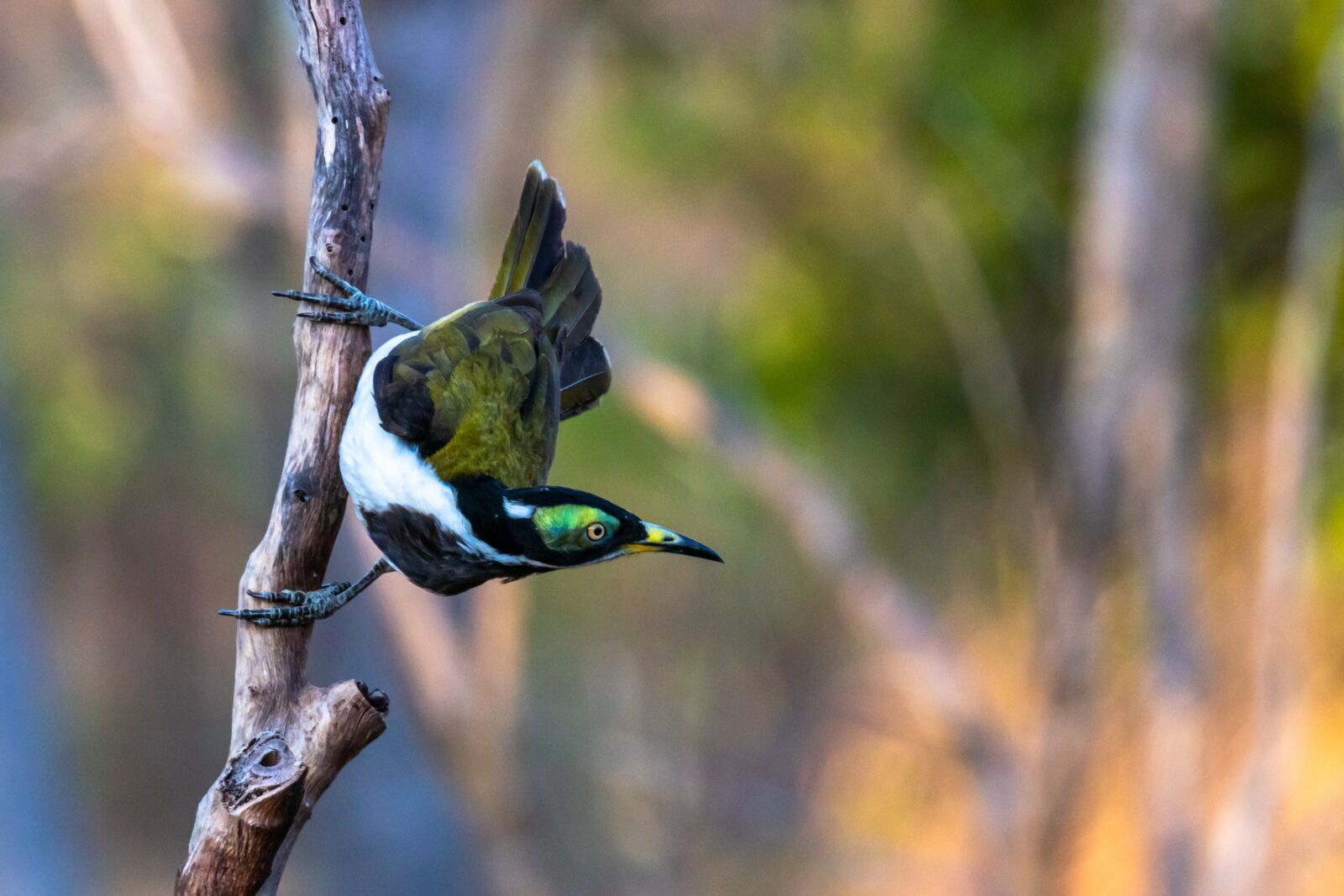 Canon EOS 80D sample photo. Birds, raptor, wildlife photography