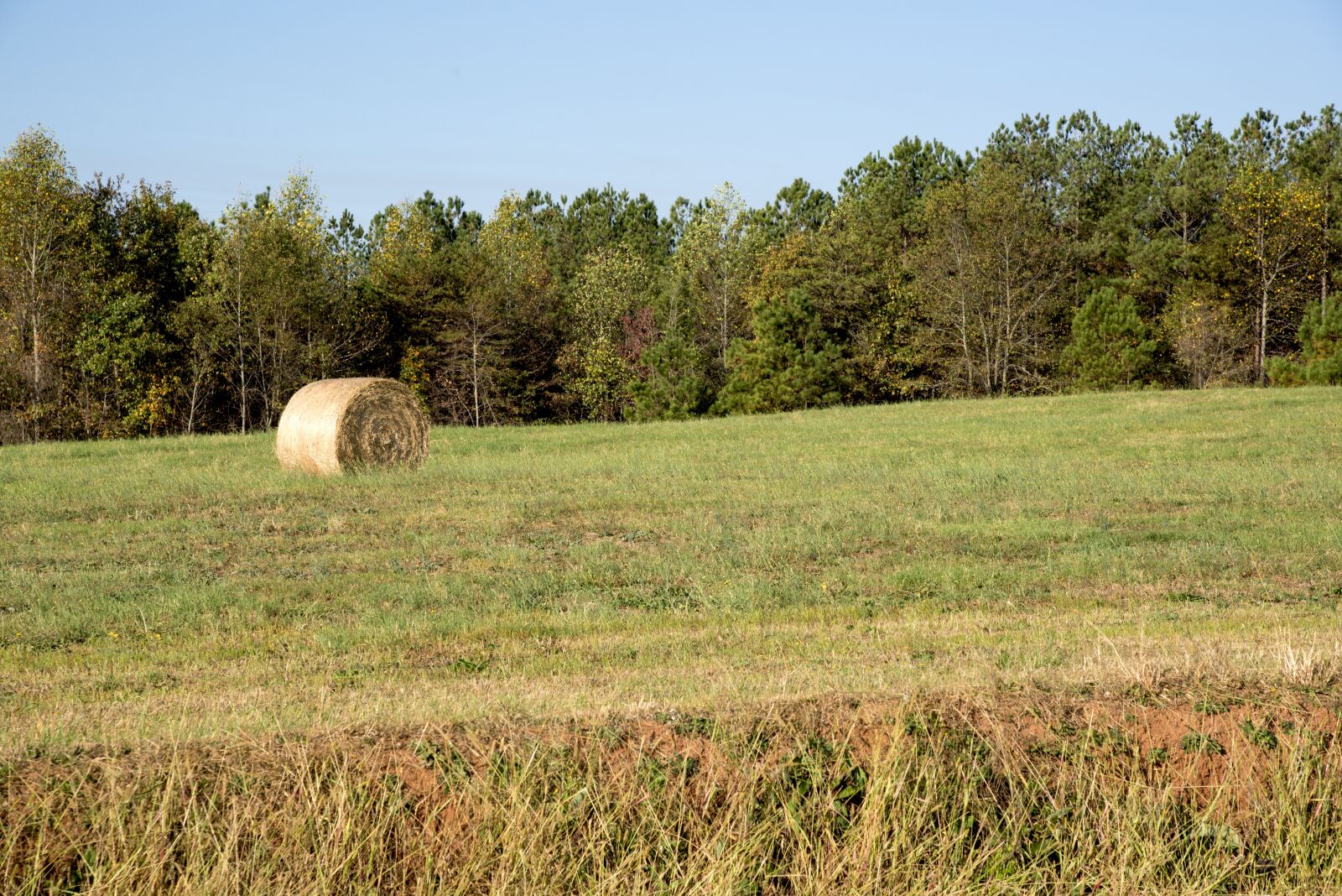 Nikon D610 sample photo. Tree, grass, blue sky photography