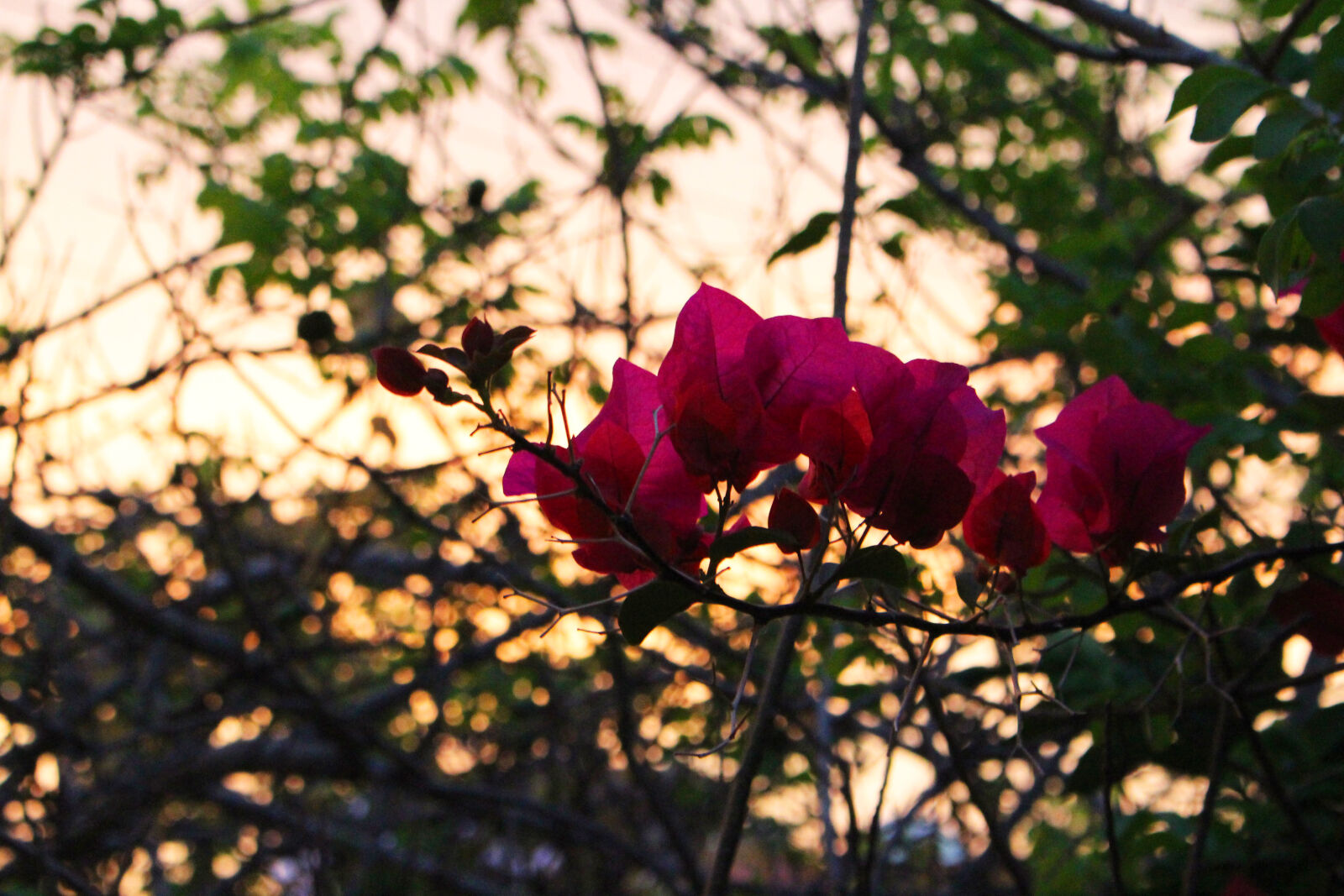 Canon EOS 700D (EOS Rebel T5i / EOS Kiss X7i) sample photo. Flowers, nature, pink, sunset photography