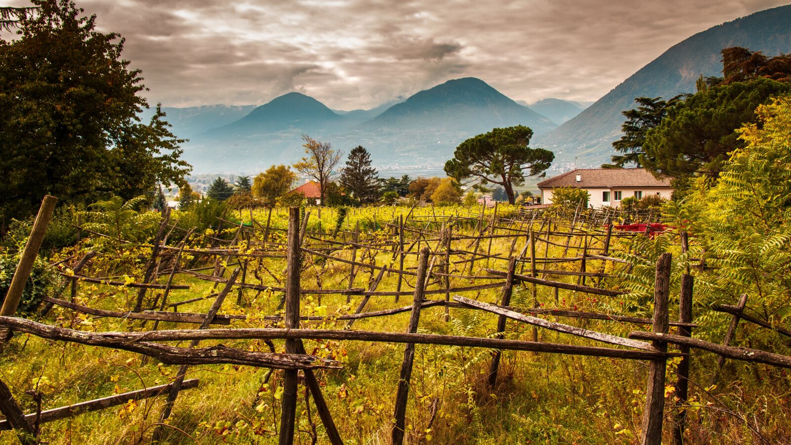 Canon EOS 650D (EOS Rebel T4i / EOS Kiss X6i) sample photo. South tyrol, winegrowing, italy photography