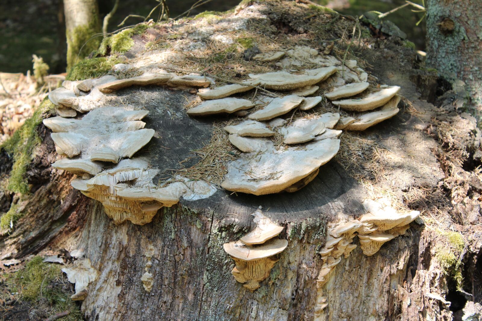 Canon EOS 1300D (EOS Rebel T6 / EOS Kiss X80) sample photo. Tree stump, mushrooms, forest photography