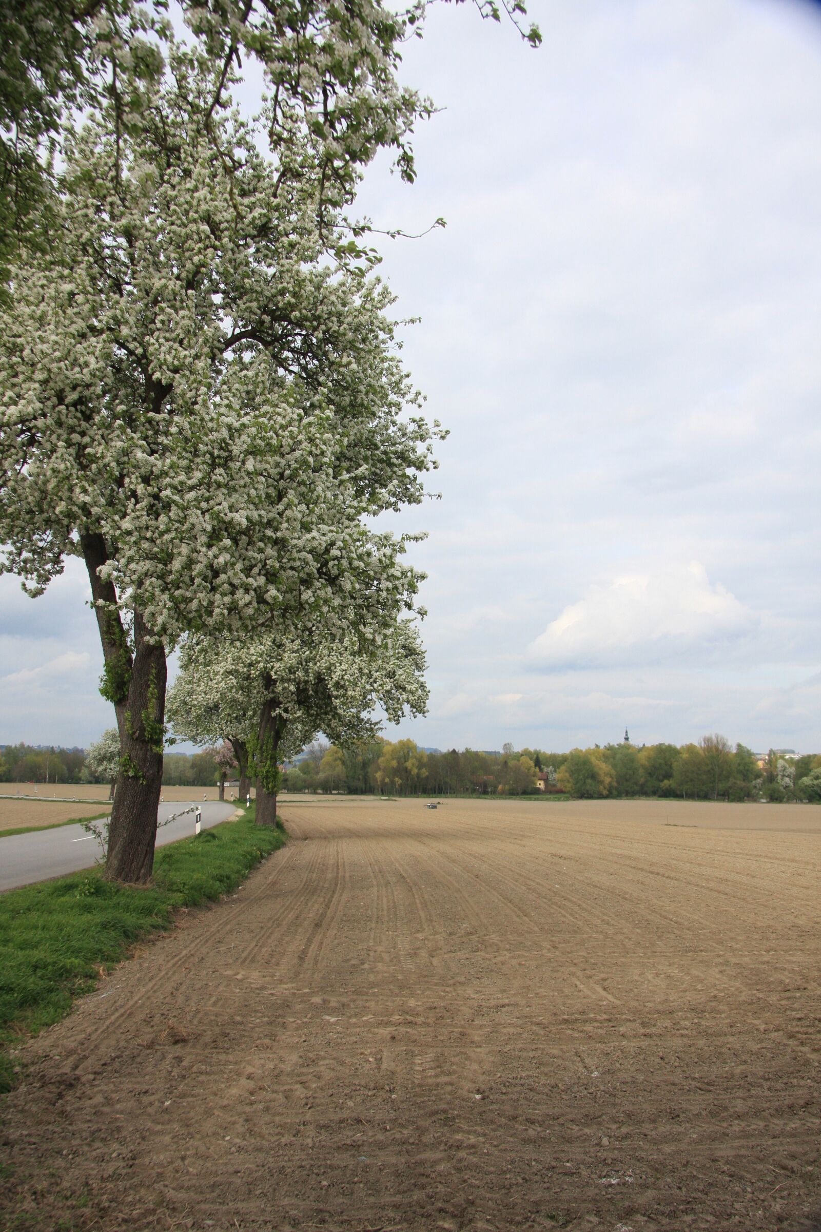Canon EOS 40D sample photo. Spring, trees, leaves photography