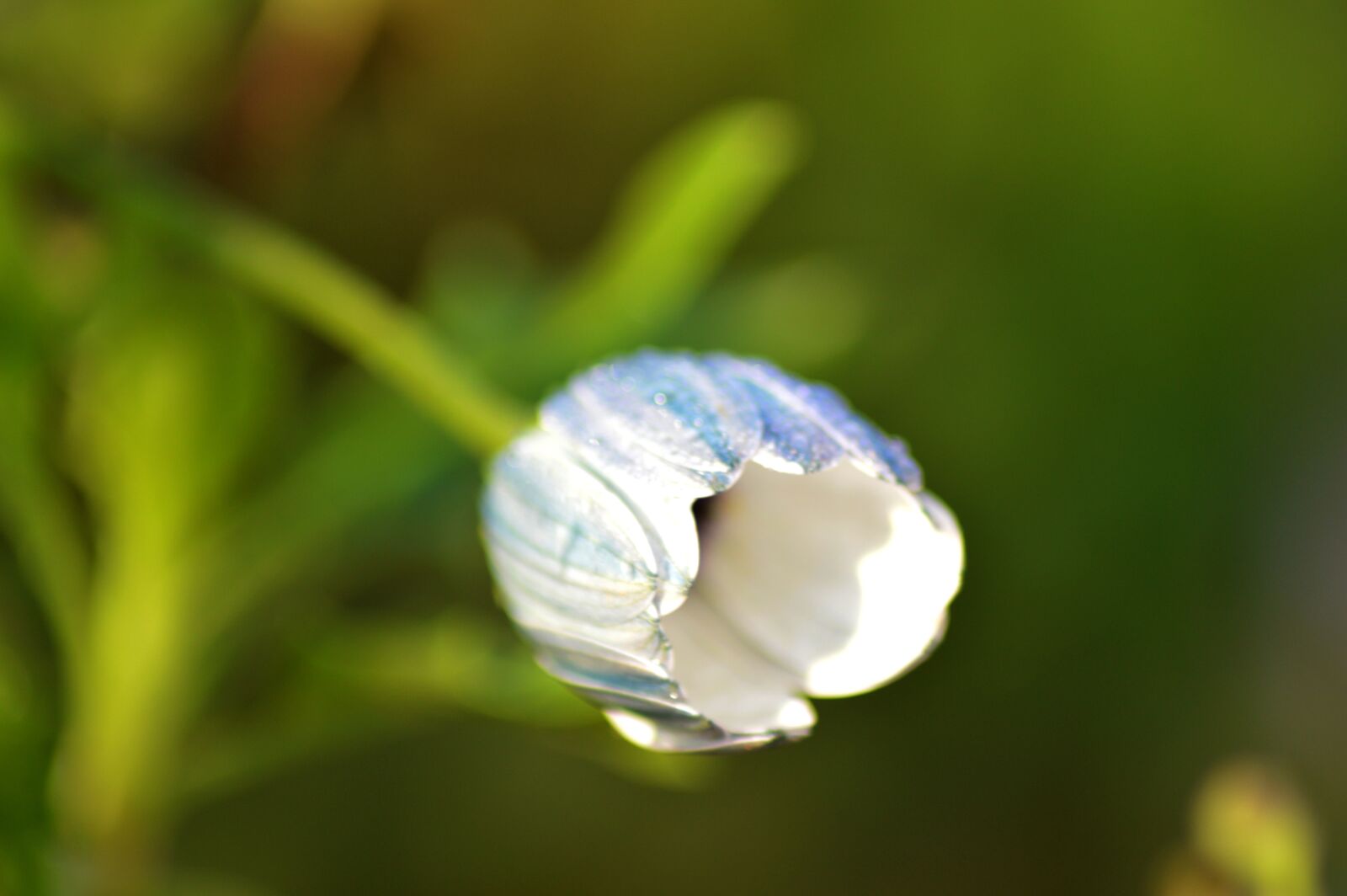 Nikon D3200 sample photo. White, bud, nature photography