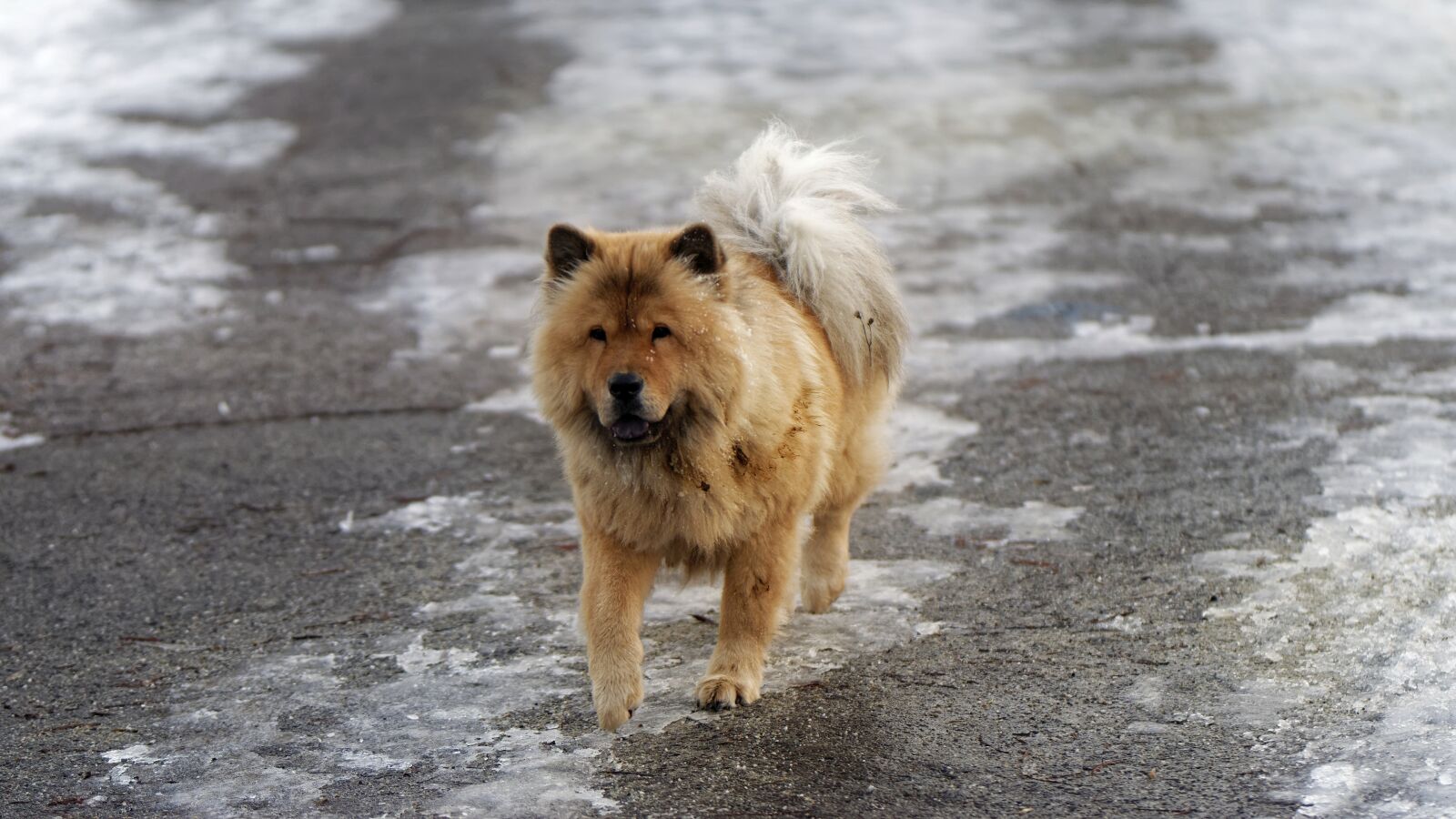 Nikon D5300 sample photo. Dog, pet, domestic photography