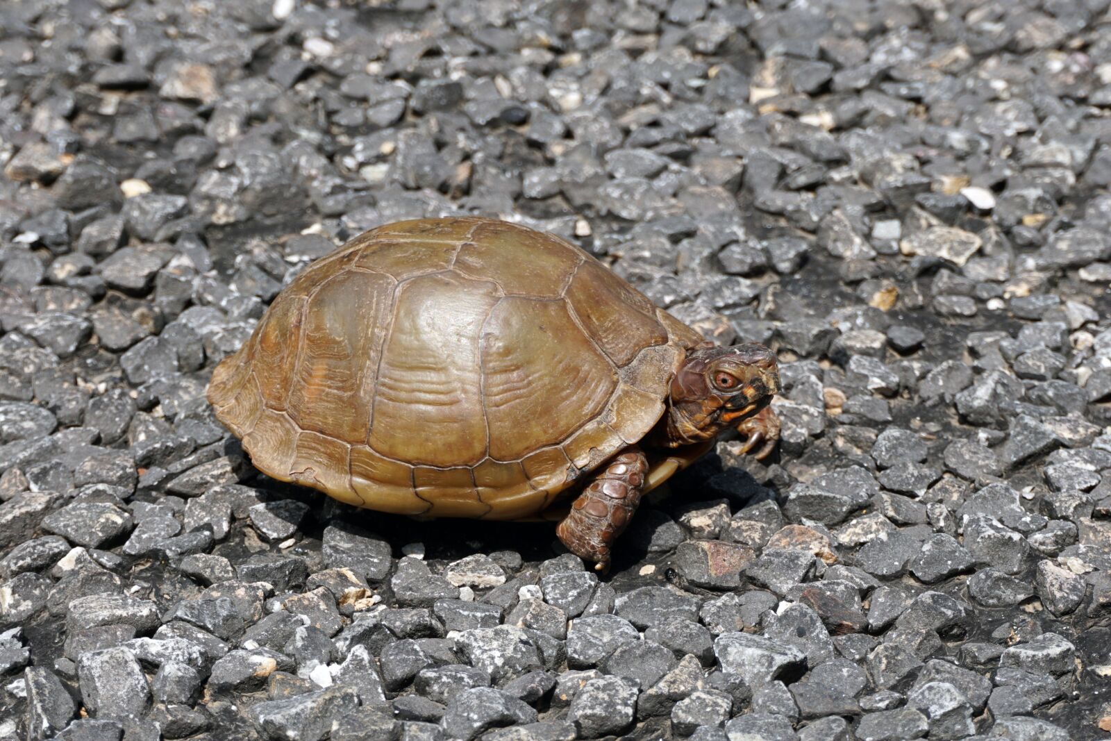 Sony a6000 sample photo. Turtle, three-toed box turtle photography
