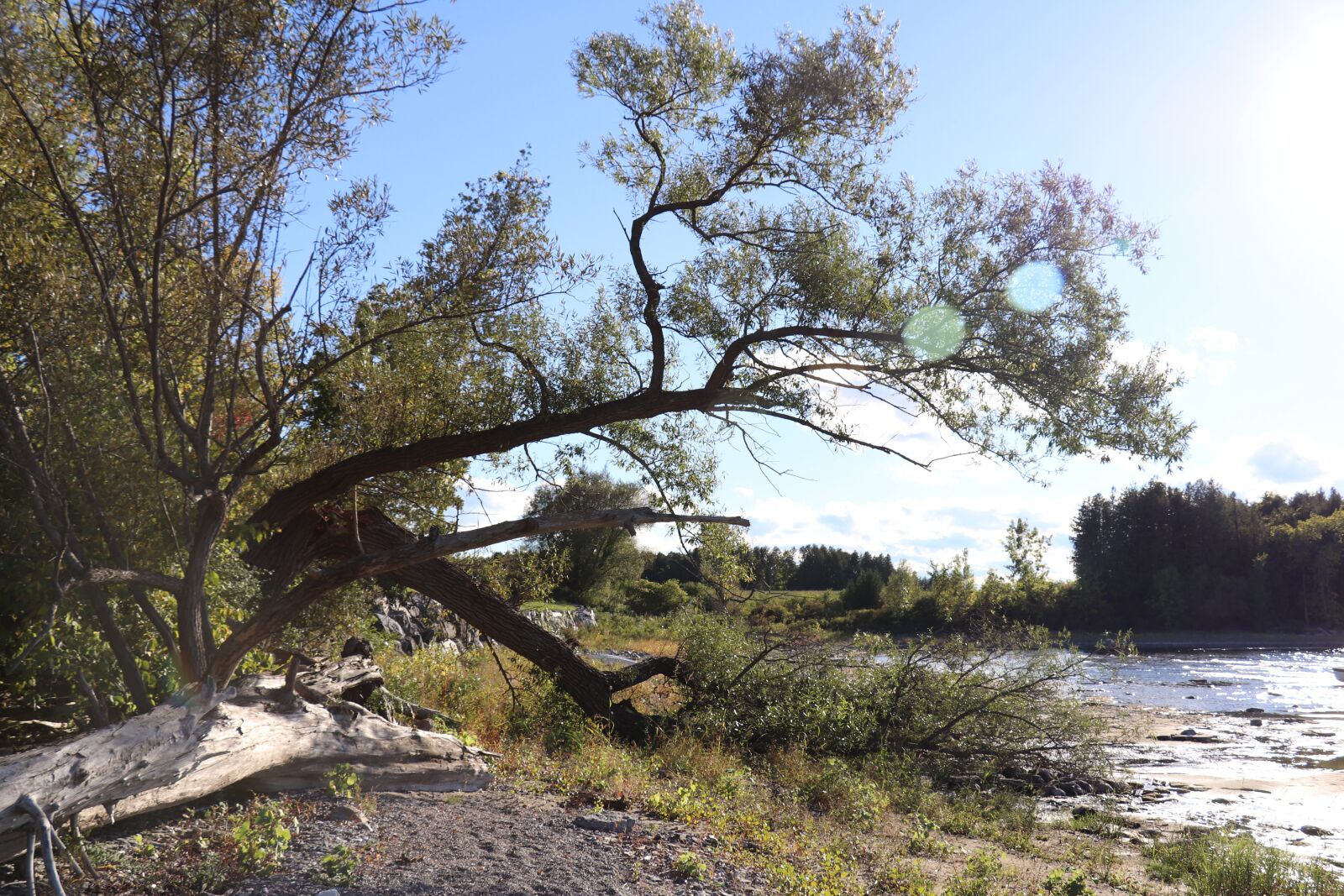 Canon EOS 800D (EOS Rebel T7i / EOS Kiss X9i) + Canon EF-S 18-135mm F3.5-5.6 IS STM sample photo. Tree, lake, beach photography