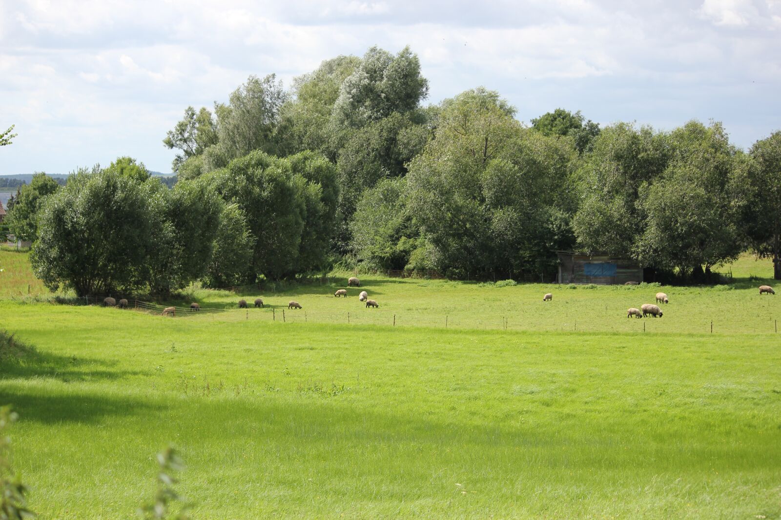 Canon EOS 550D (EOS Rebel T2i / EOS Kiss X4) sample photo. Meadow, trees, summer photography