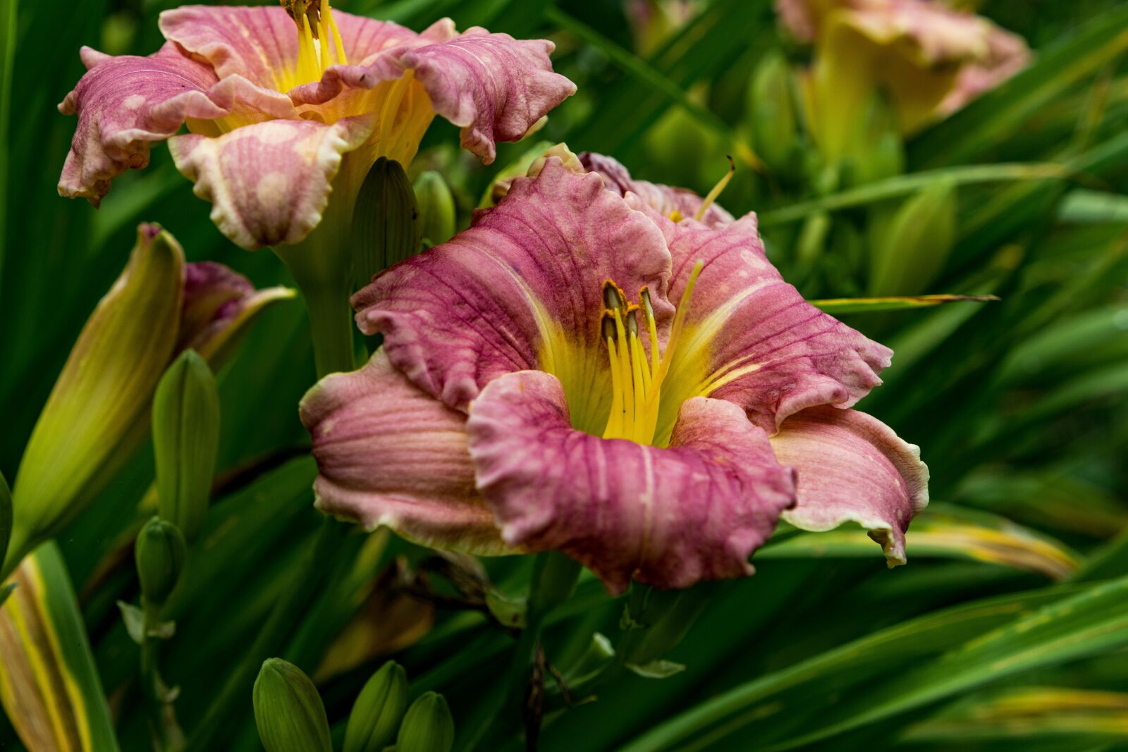 Canon EF 24-105mm F4L IS II USM sample photo. Day-lily, flower, petals photography