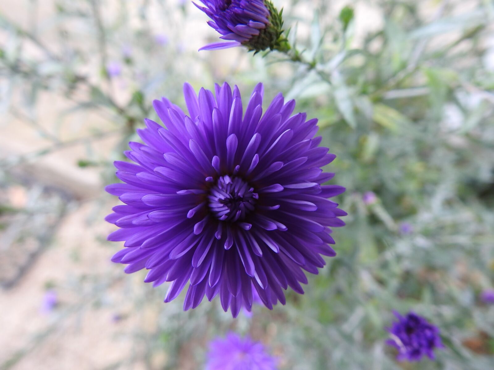 Nikon Coolpix P900 sample photo. Botany, blue flower, plants photography