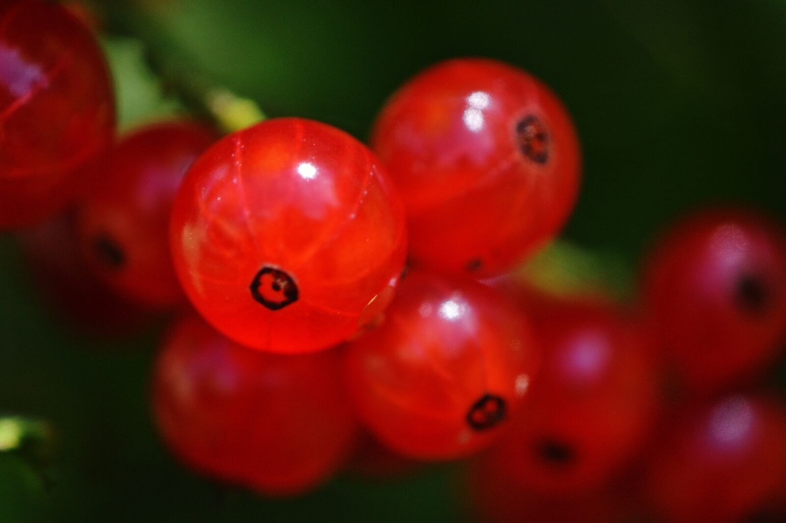Nikon D3200 sample photo. Currants, fruit, berries photography